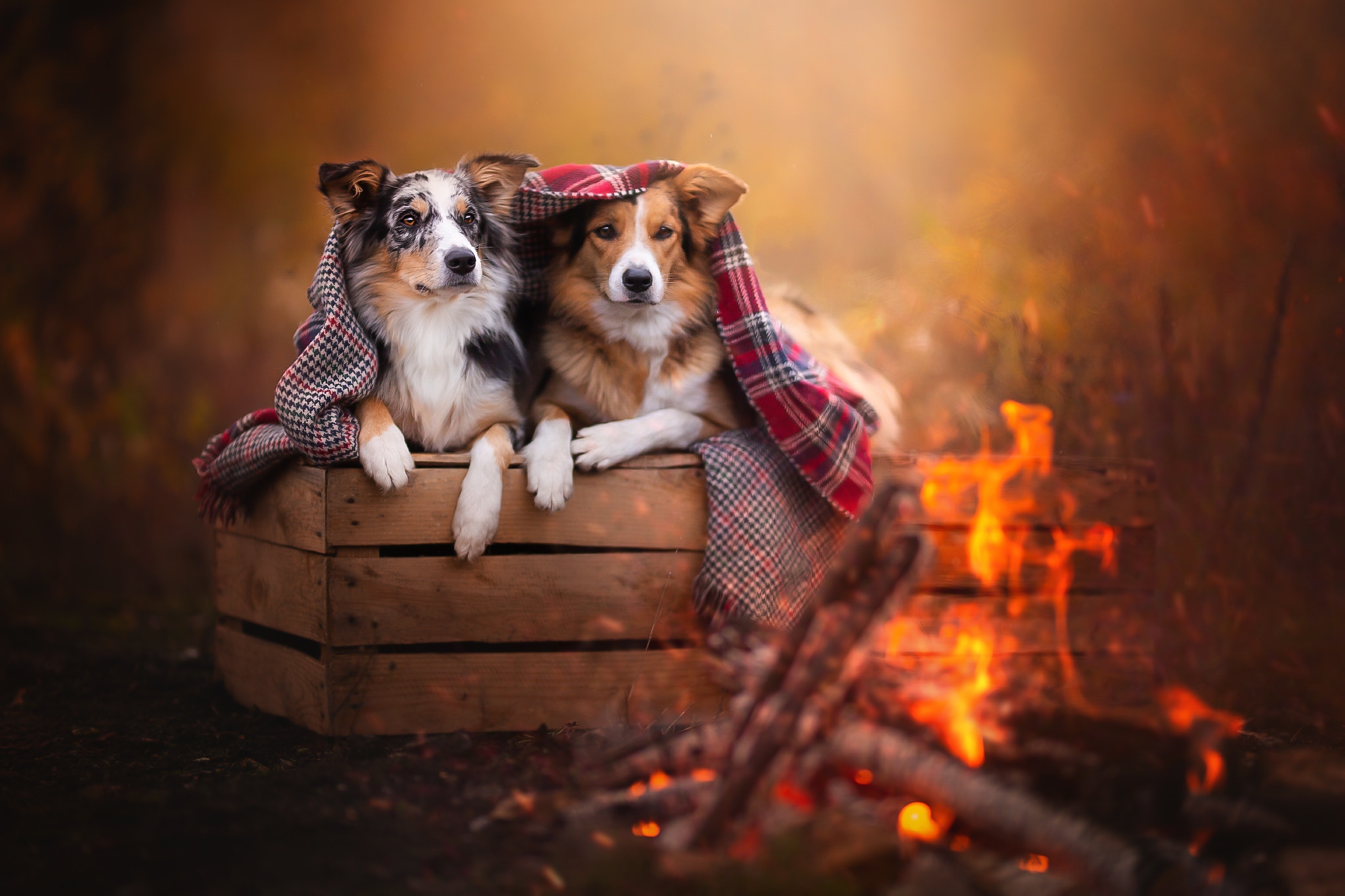 Free download wallpaper Dogs, Animal, Border Collie on your PC desktop