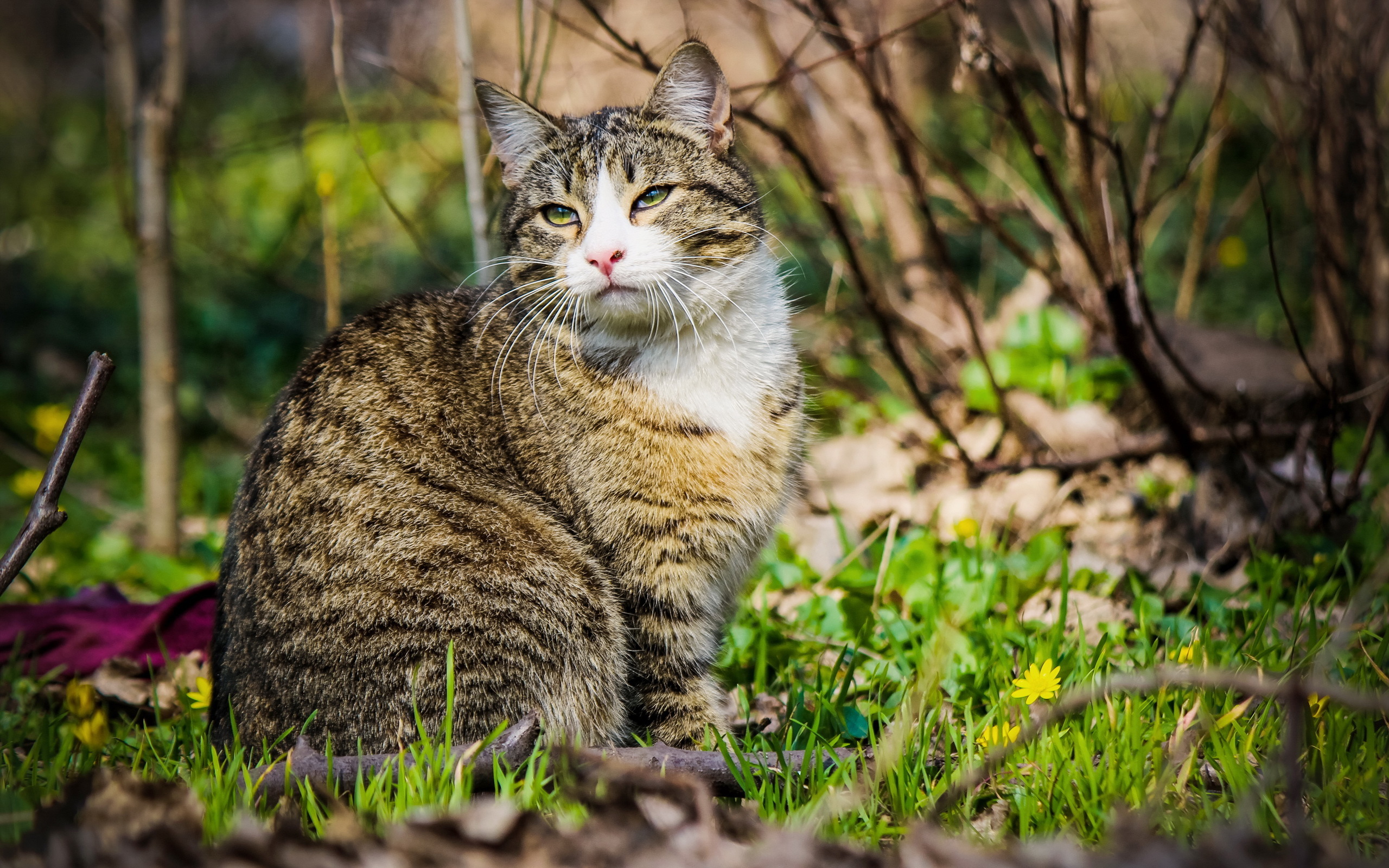 Baixar papel de parede para celular de Animais, Gatos, Gato gratuito.