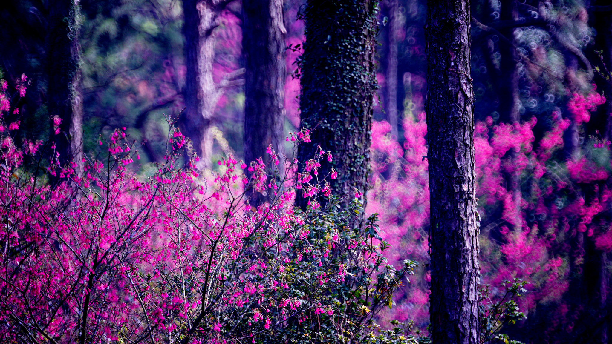 bokeh, earth, forest, bush, nature, pink flower, tree