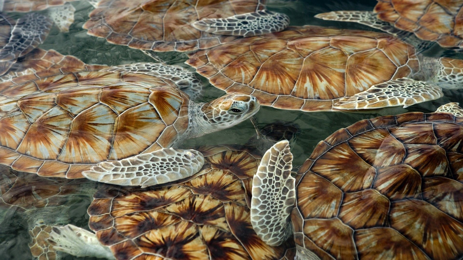 119313 baixar imagens animais, turtles, mar, nadar, flutuar - papéis de parede e protetores de tela gratuitamente