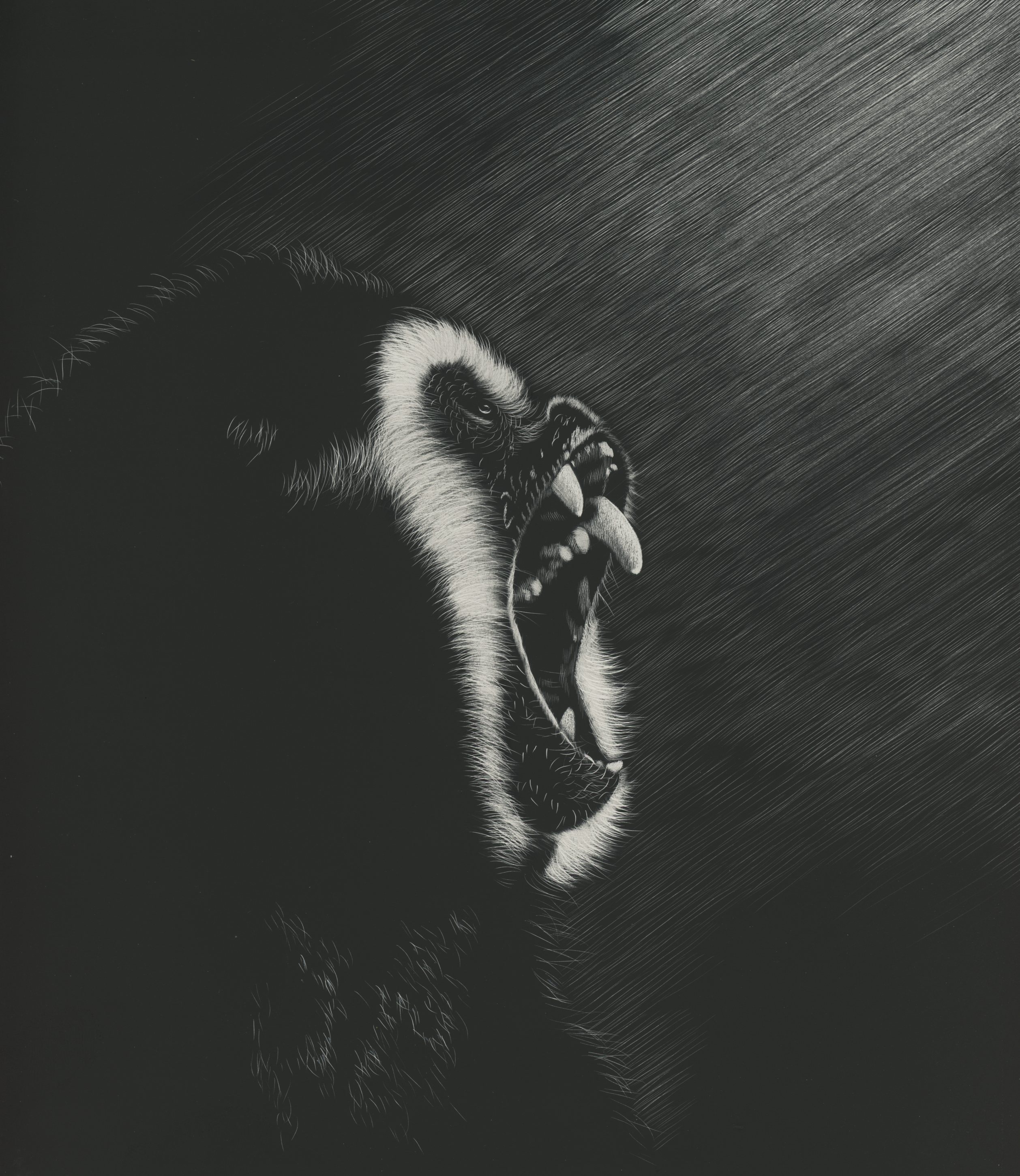 dark, marmoset, art, grin, monkey