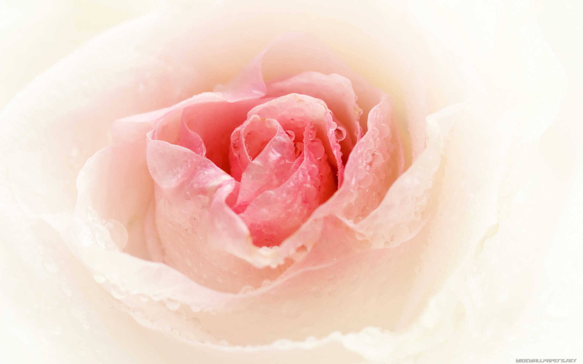 Téléchargez gratuitement l'image Plantes, Roses, Fleurs sur le bureau de votre PC