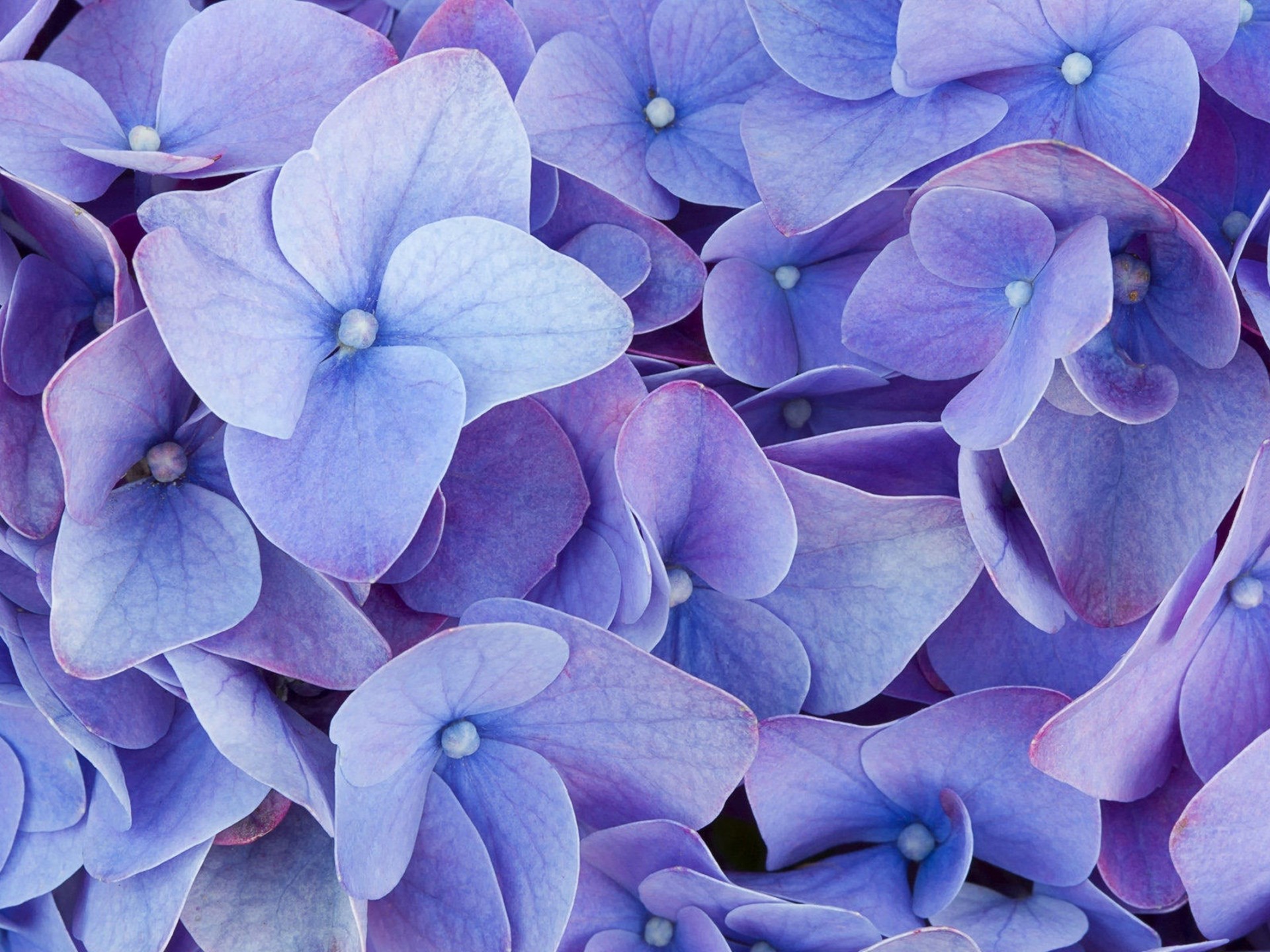 無料モバイル壁紙フラワーズ, 地球, あじさい, 紫色の花をダウンロードします。
