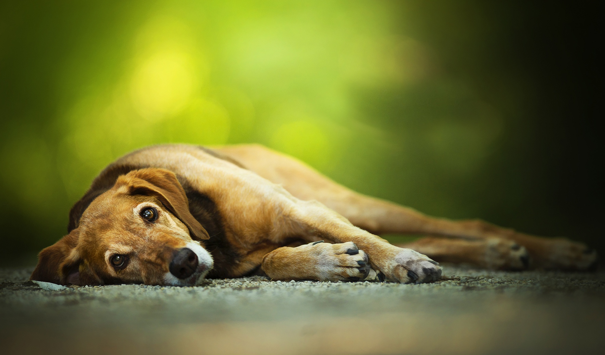 Free download wallpaper Dogs, Dog, Blur, Animal, Resting, Stare on your PC desktop