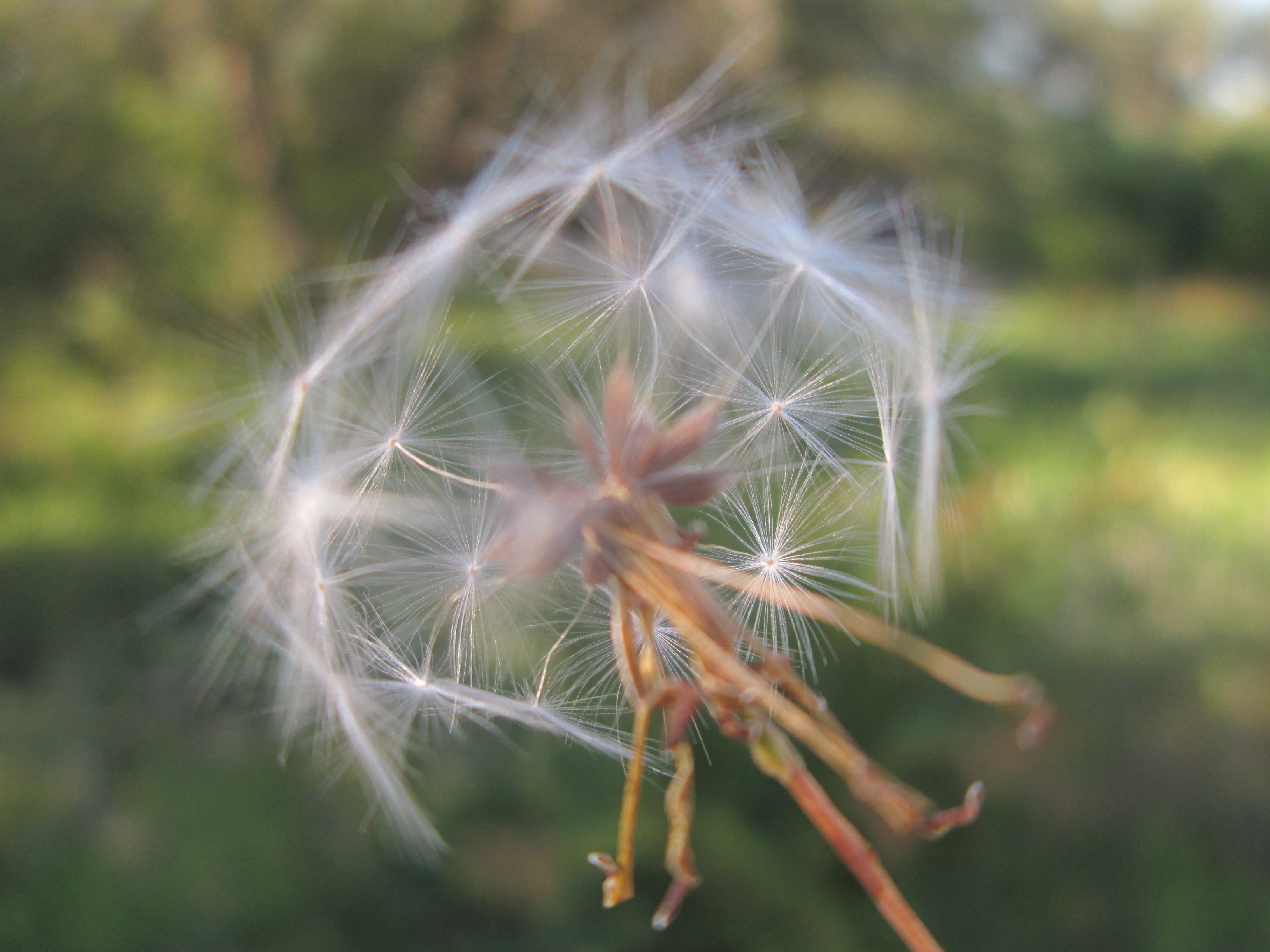 Free download wallpaper Earth, Dandelion on your PC desktop