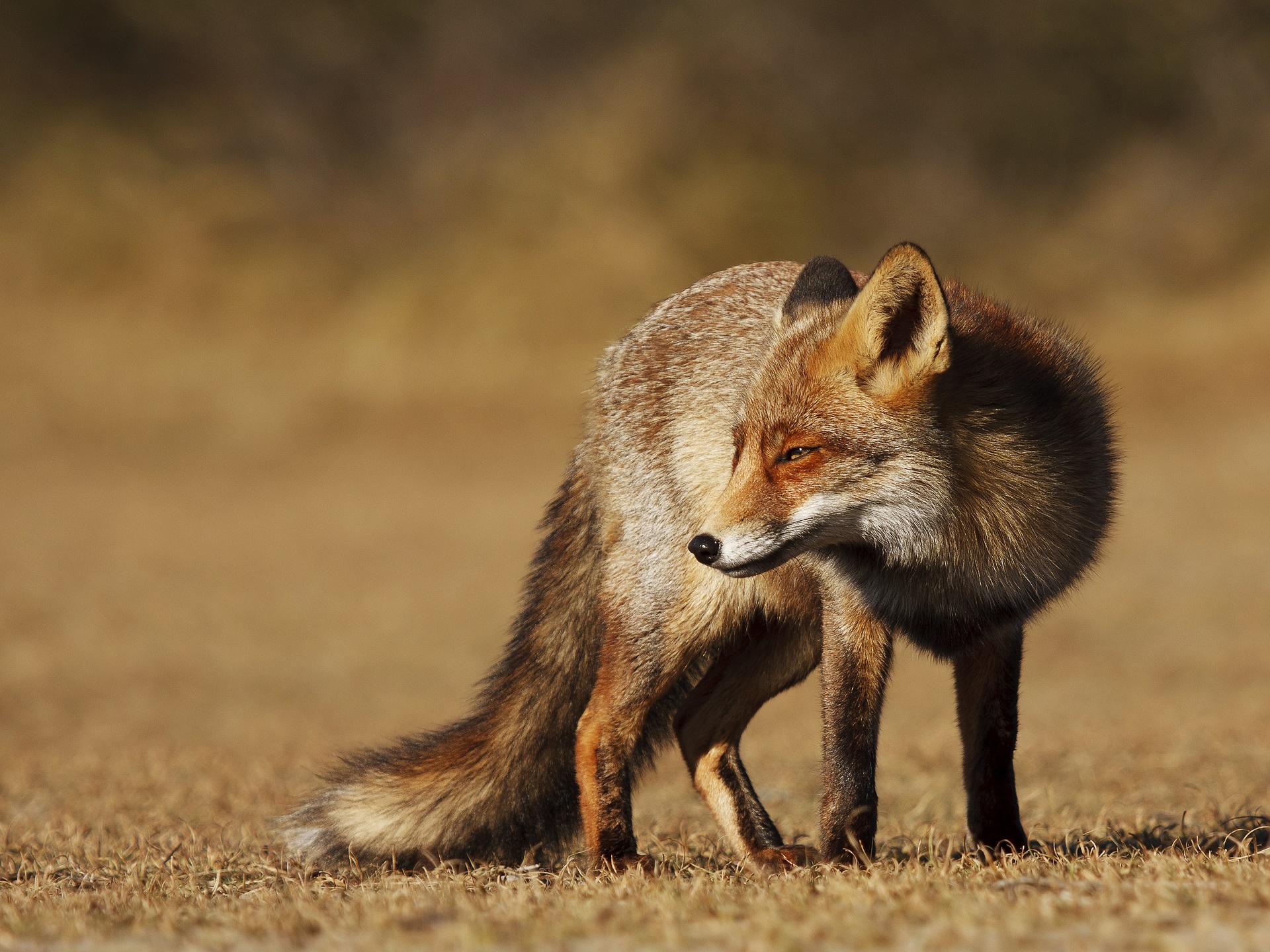 Free download wallpaper Fox, Animal on your PC desktop