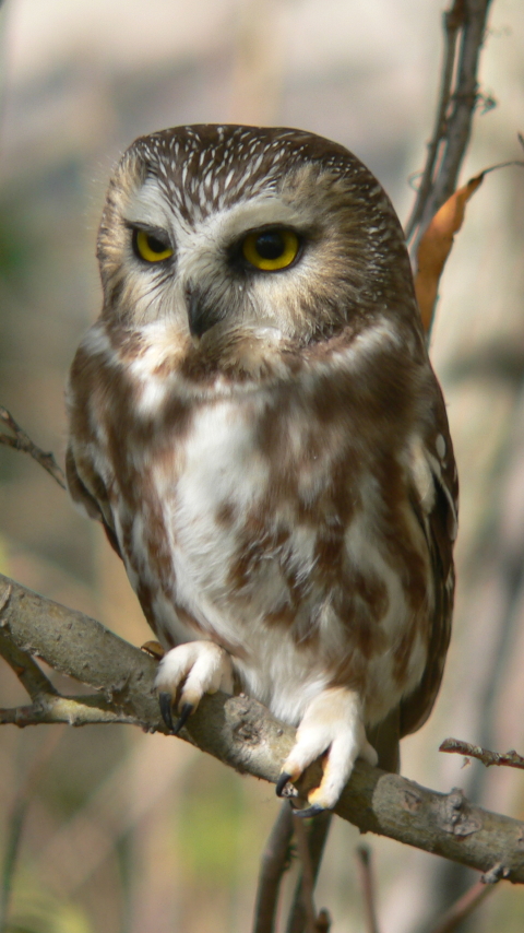 Download mobile wallpaper Birds, Owl, Animal for free.