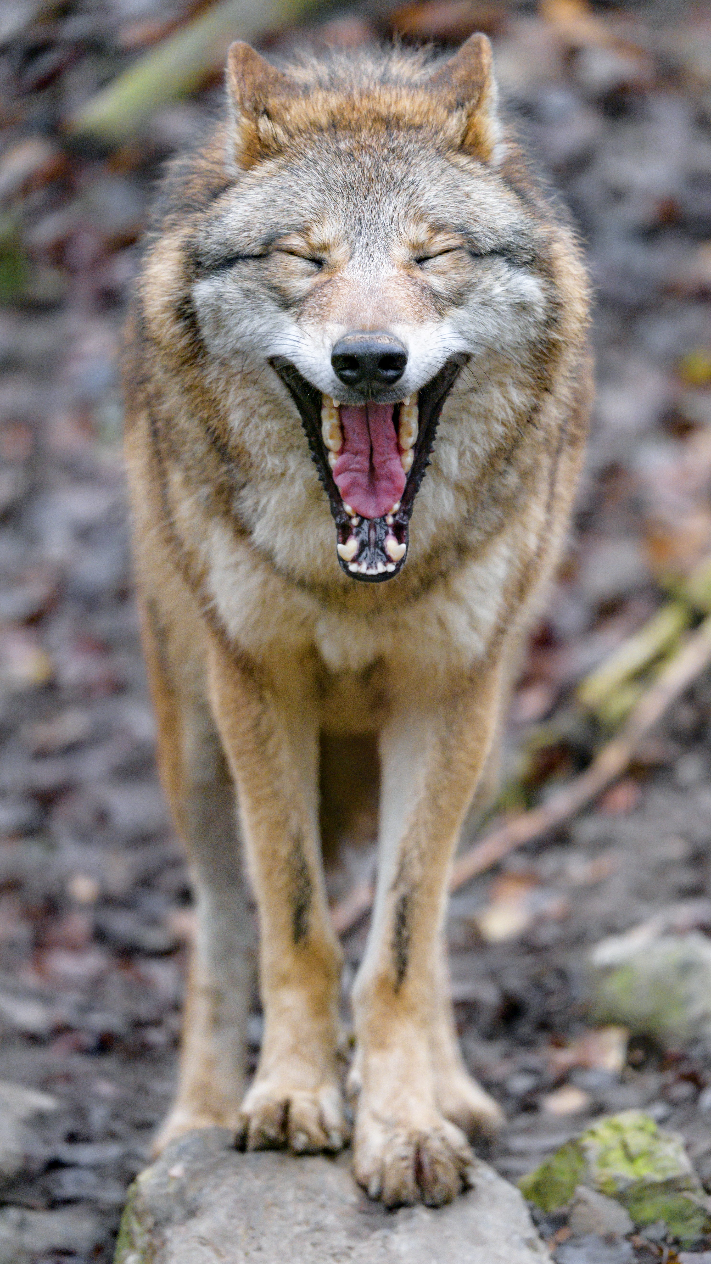 98268 скачать картинку волк, животные, животное, высунутый язык, забавный, зев - обои и заставки бесплатно