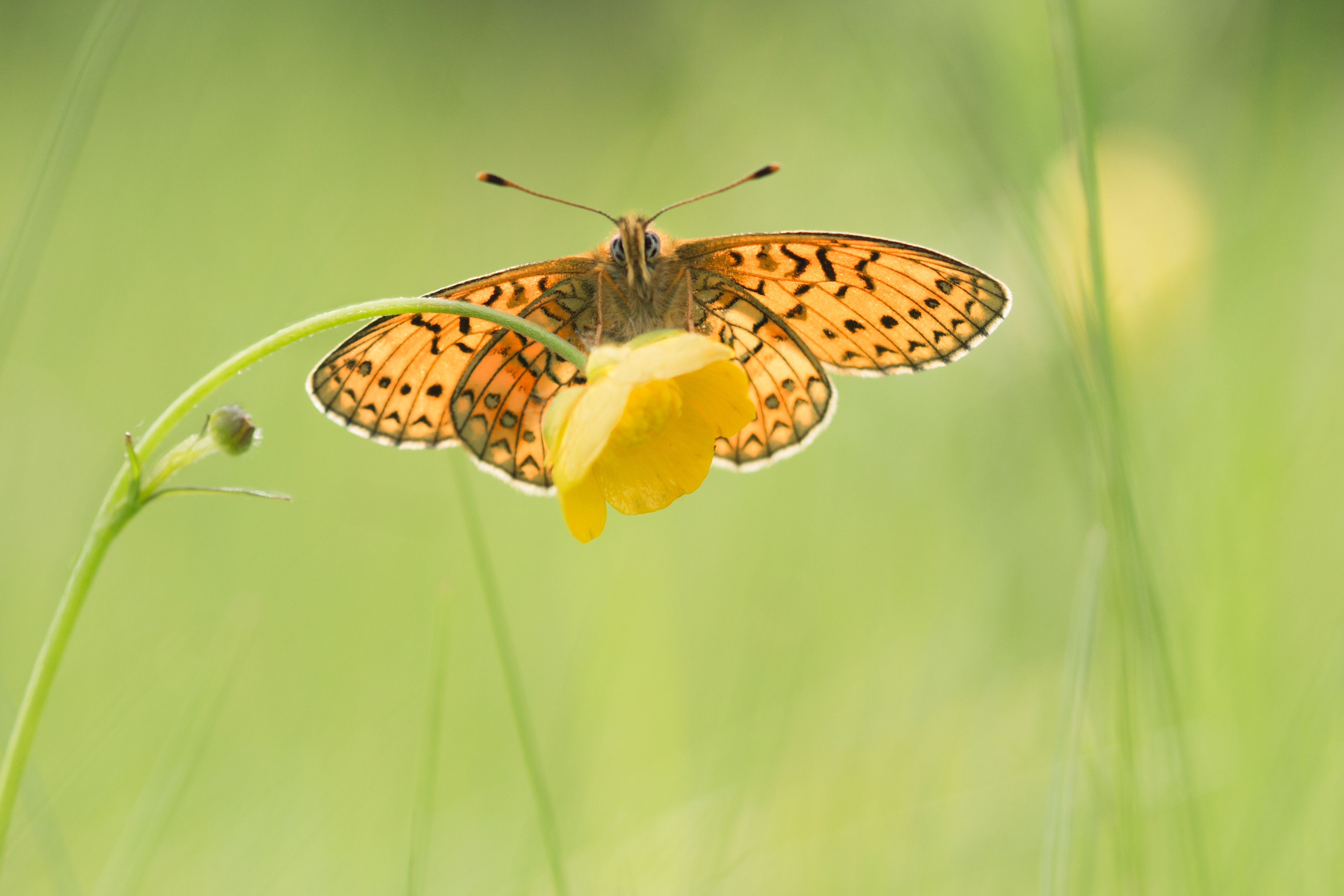 Download mobile wallpaper Flower, Butterfly, Animal, Bokeh, Yellow Flower for free.