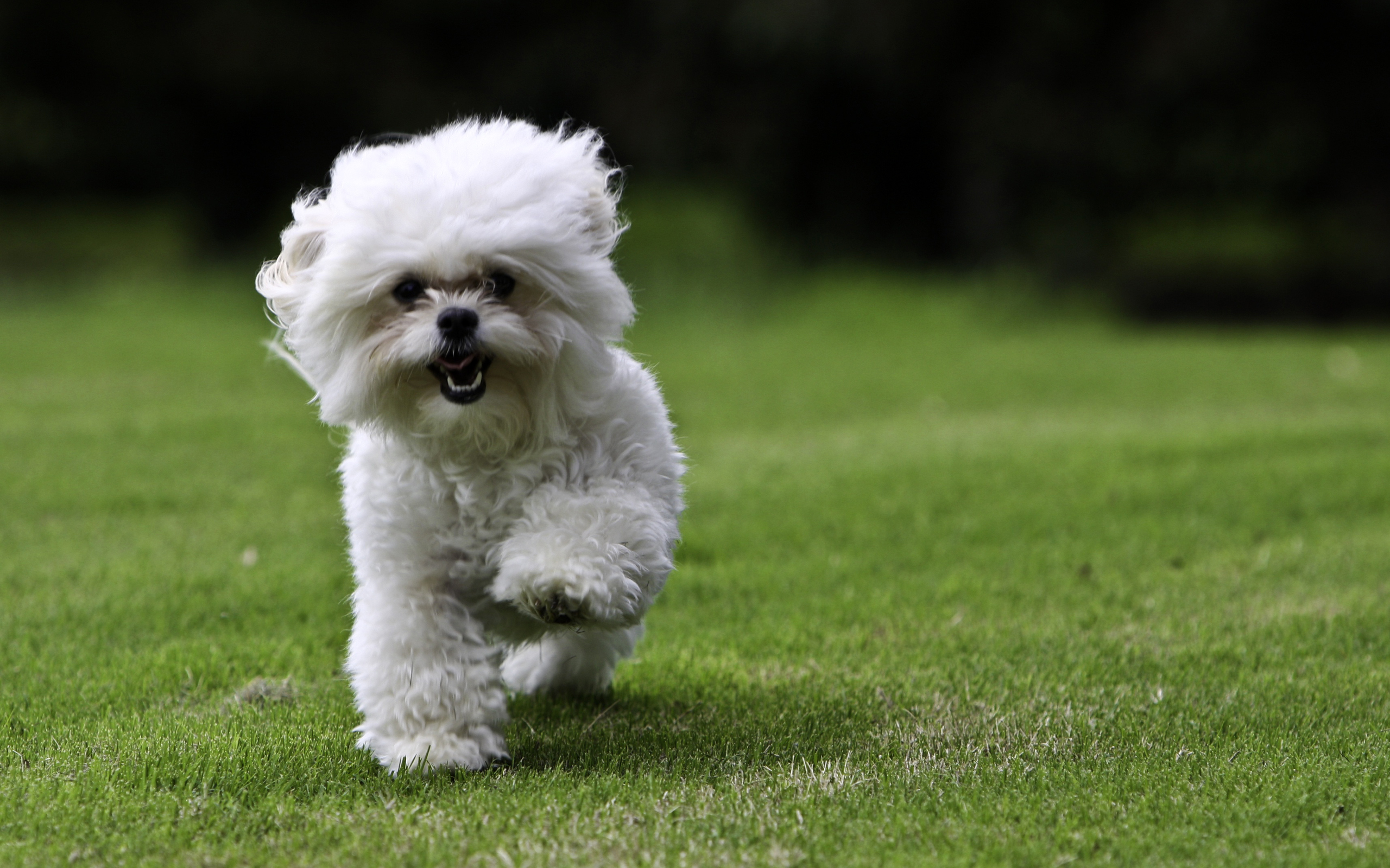 Baixar papel de parede para celular de Animais, Cães, Cão gratuito.