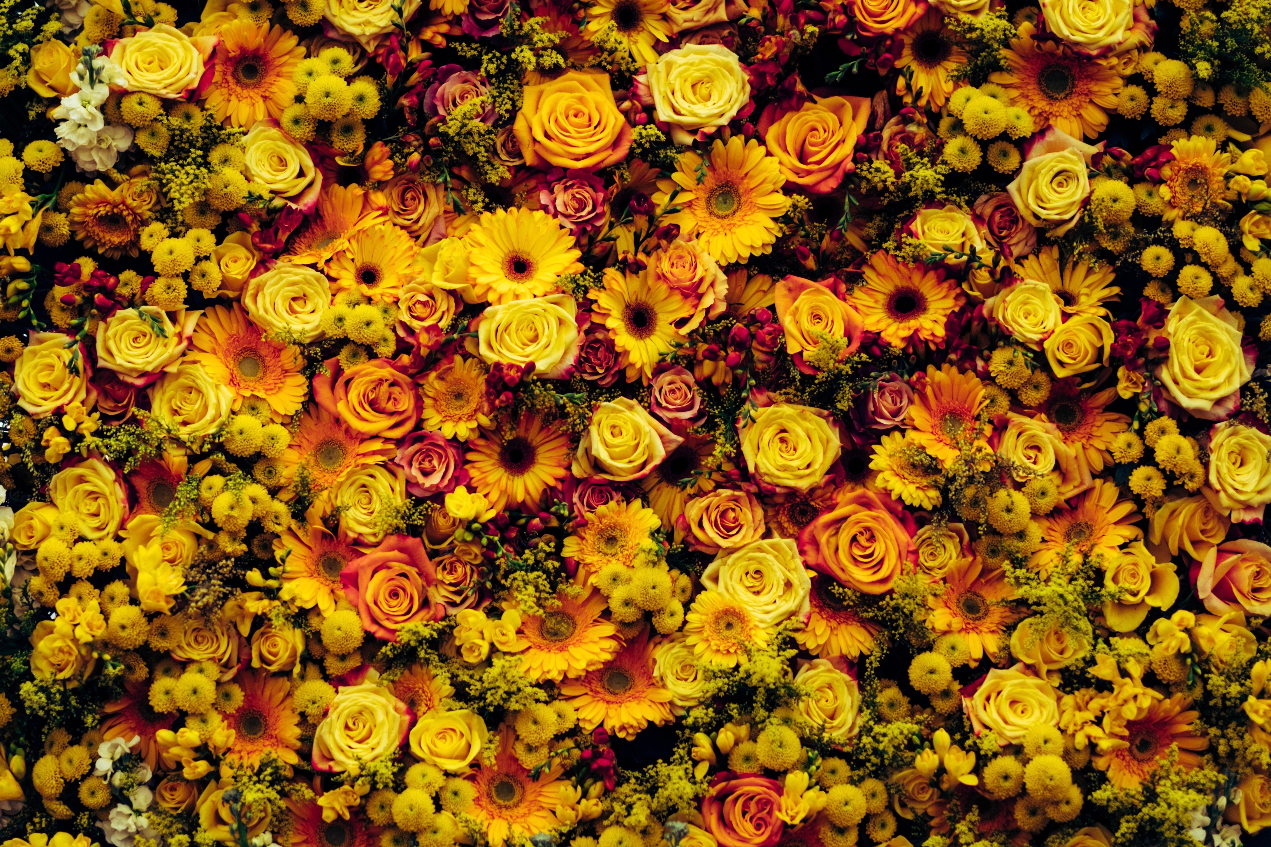 Free download wallpaper Flower Carpet, Composition, Flowers on your PC desktop