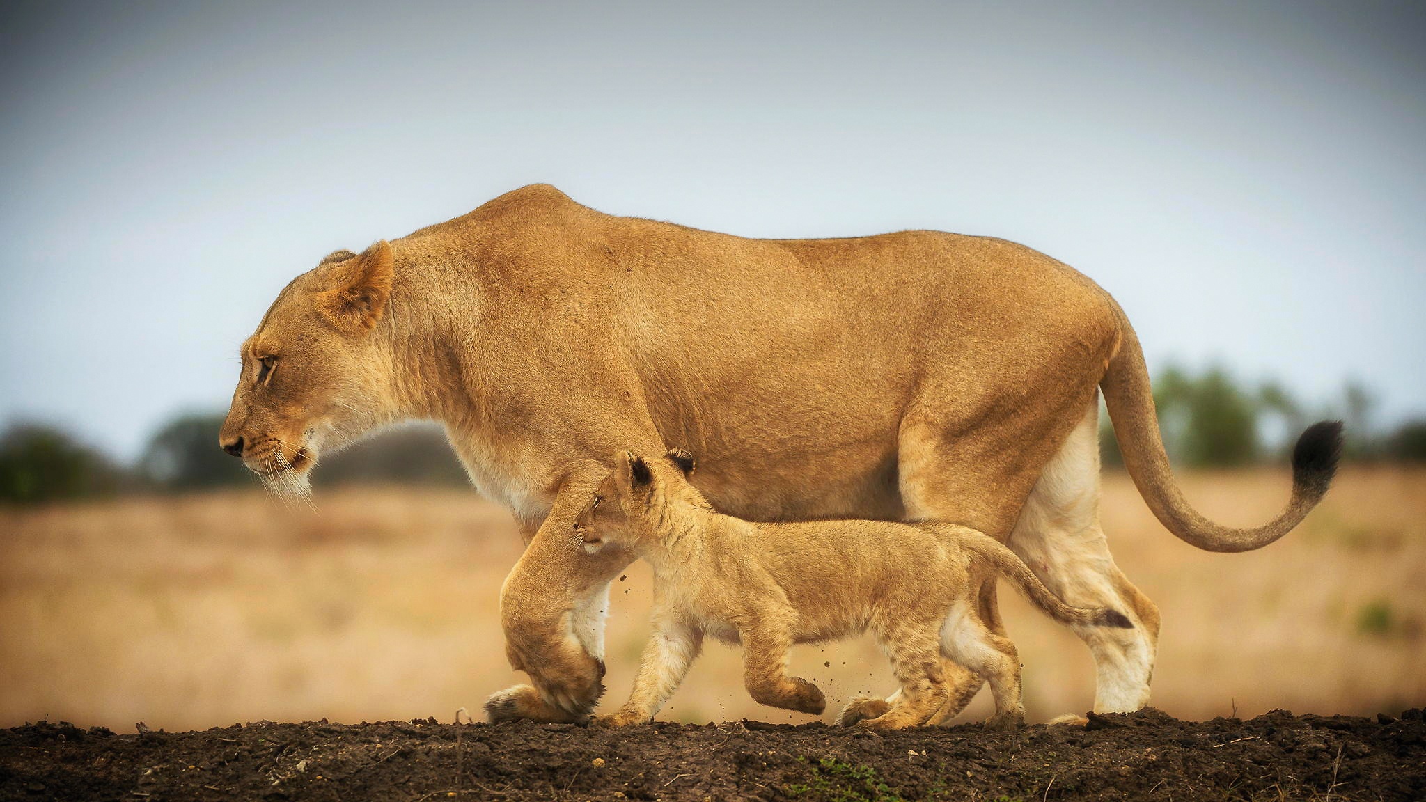 Laden Sie das Tiere, Katzen, Löwe, Tierbaby, Jungtier-Bild kostenlos auf Ihren PC-Desktop herunter