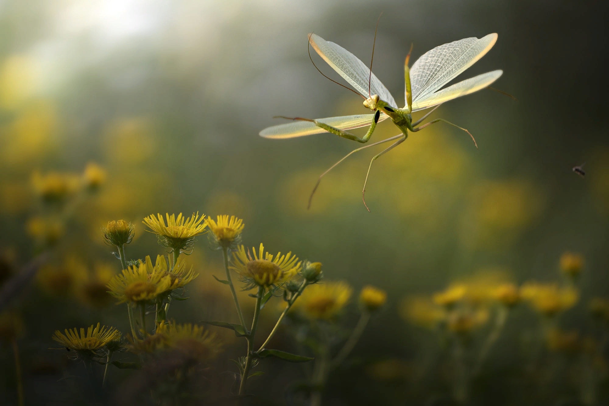 Download mobile wallpaper Nature, Insects, Flower, Macro, Insect, Animal, Praying Mantis for free.