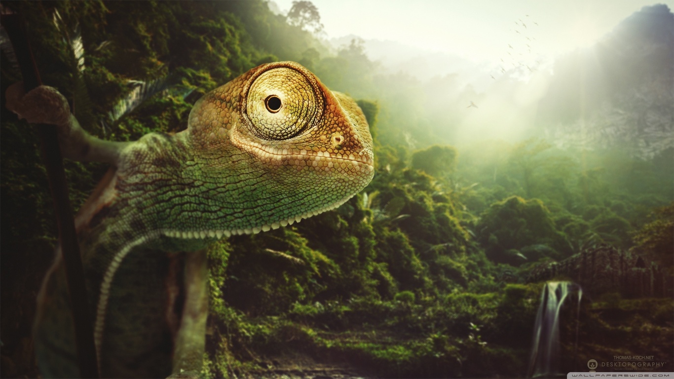 Descarga gratis la imagen Camaleón, Reptiles, Animales en el escritorio de tu PC