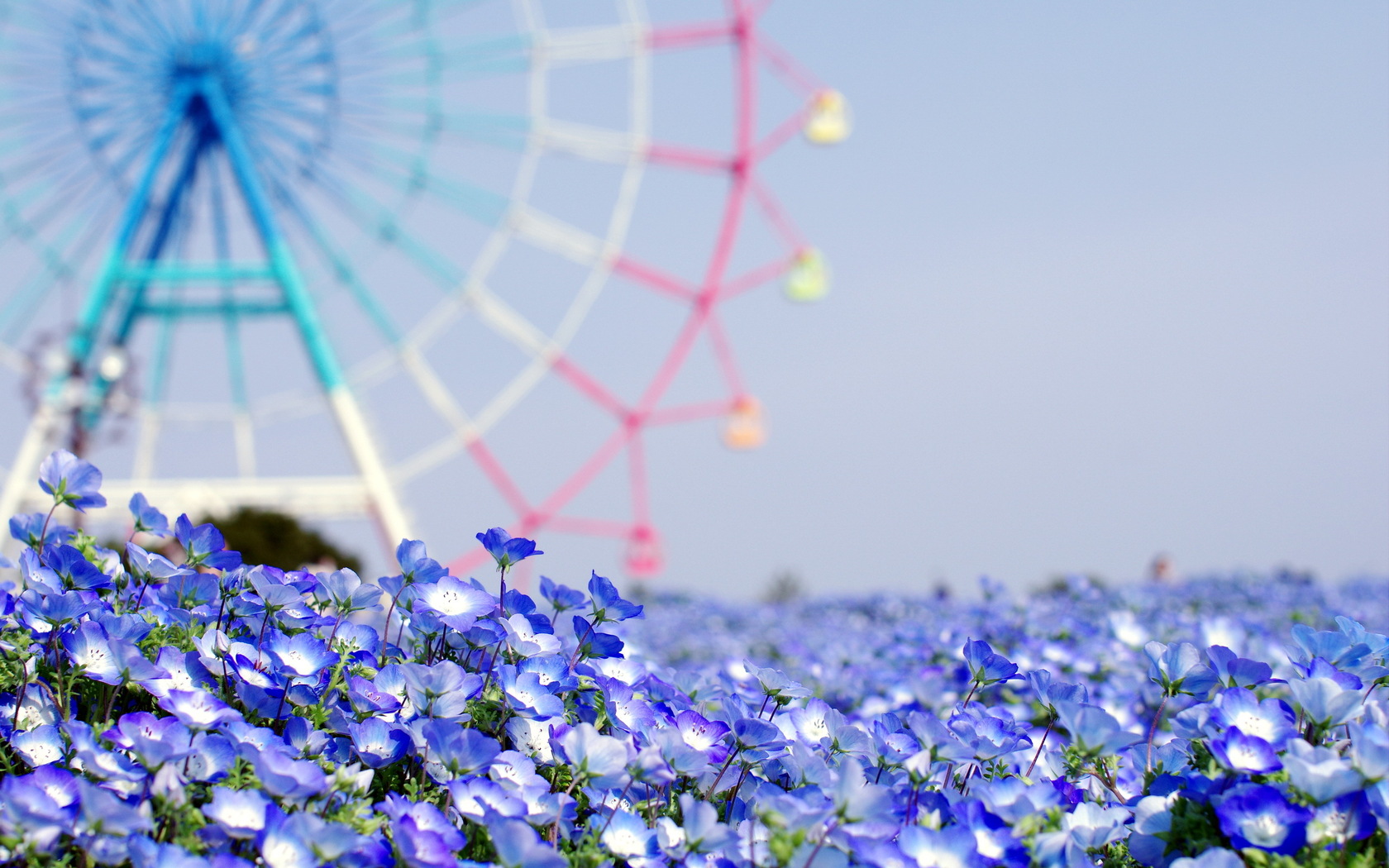 Handy-Wallpaper Blumen, Blume, Erde/natur kostenlos herunterladen.