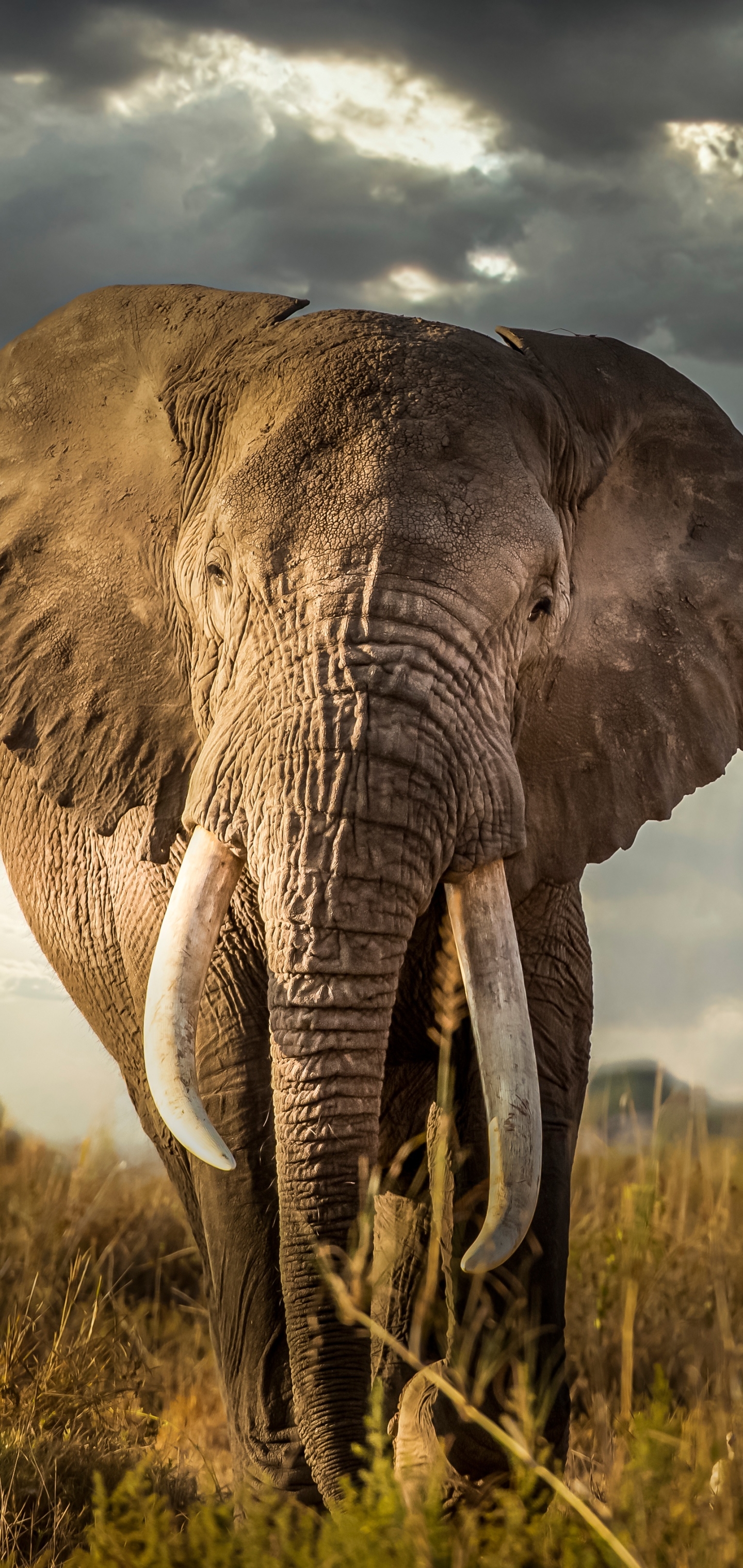 Téléchargez gratuitement l'image Animaux, Éléphant, Éléphants, Éléphant De Savane D'afrique, Eléphant sur le bureau de votre PC