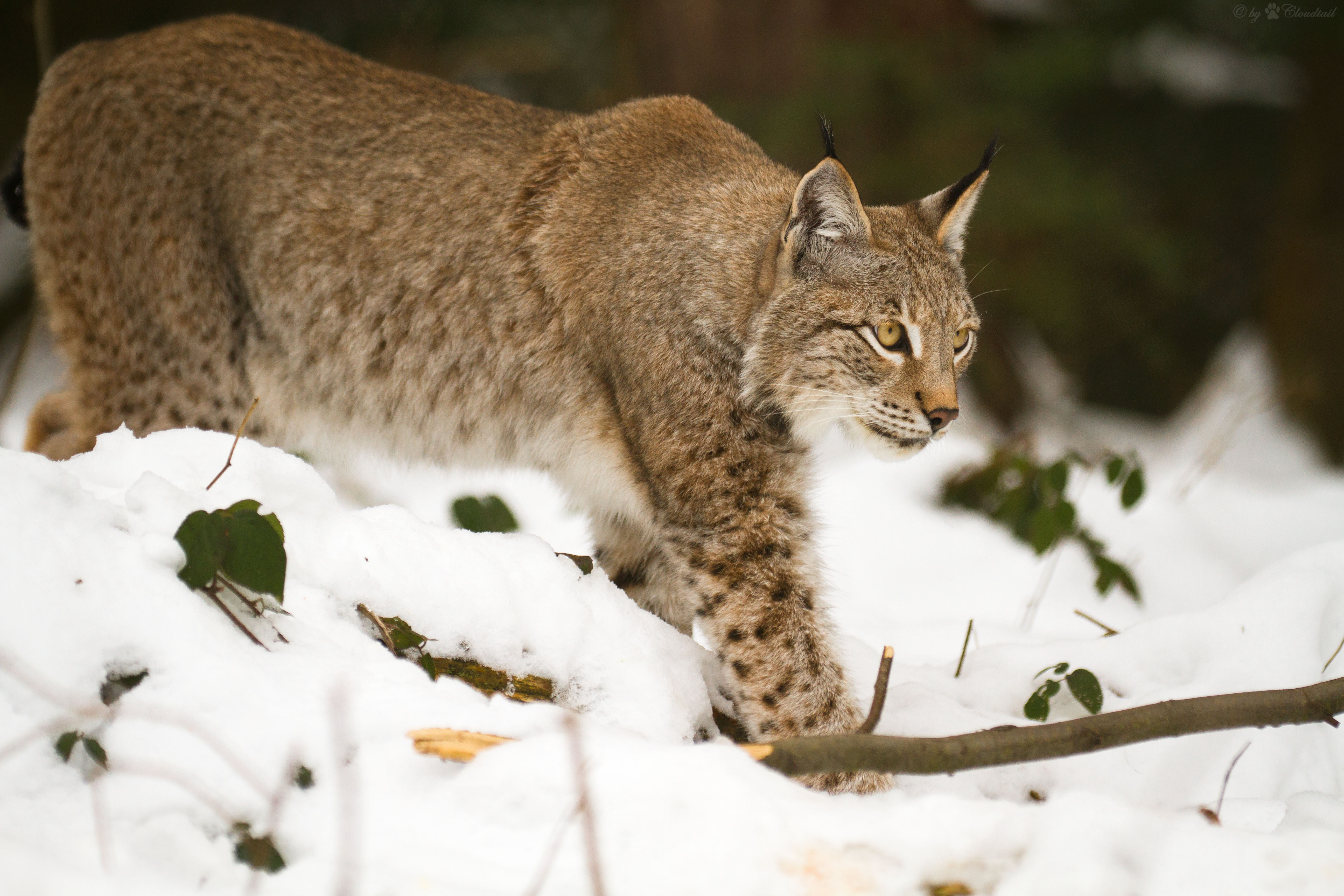 Téléchargez gratuitement l'image Animaux, Chats, Lynx sur le bureau de votre PC