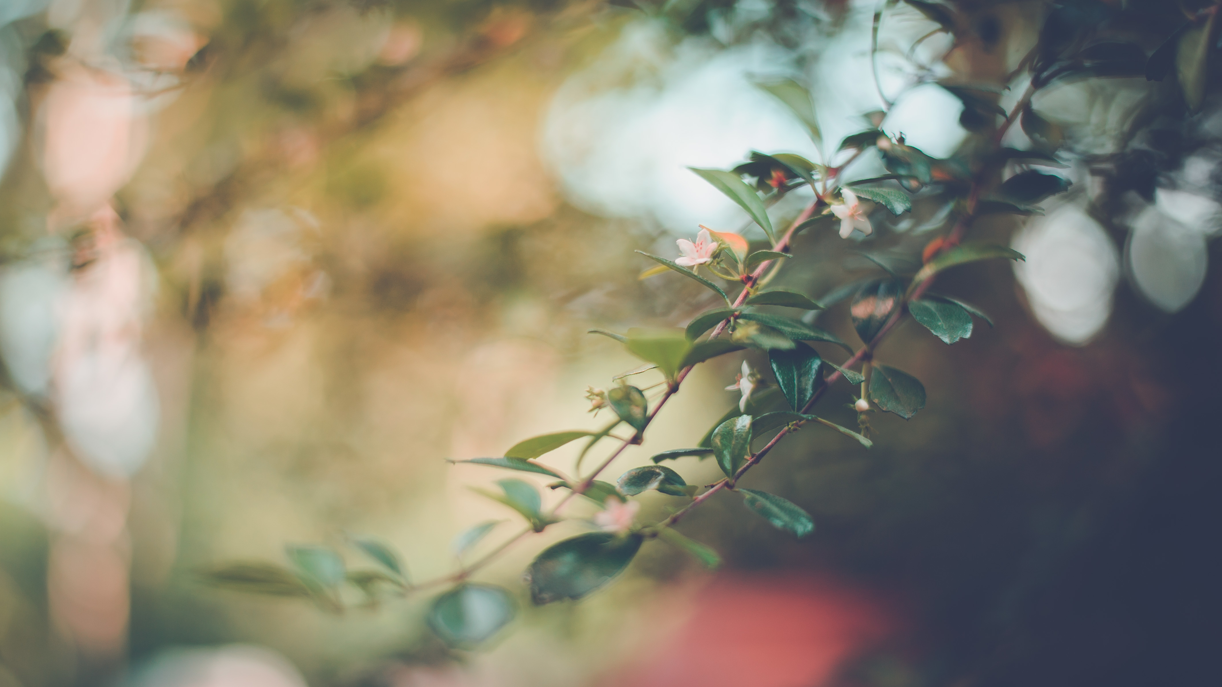 Free download wallpaper Nature, Close Up, Branch, Earth, Bokeh on your PC desktop
