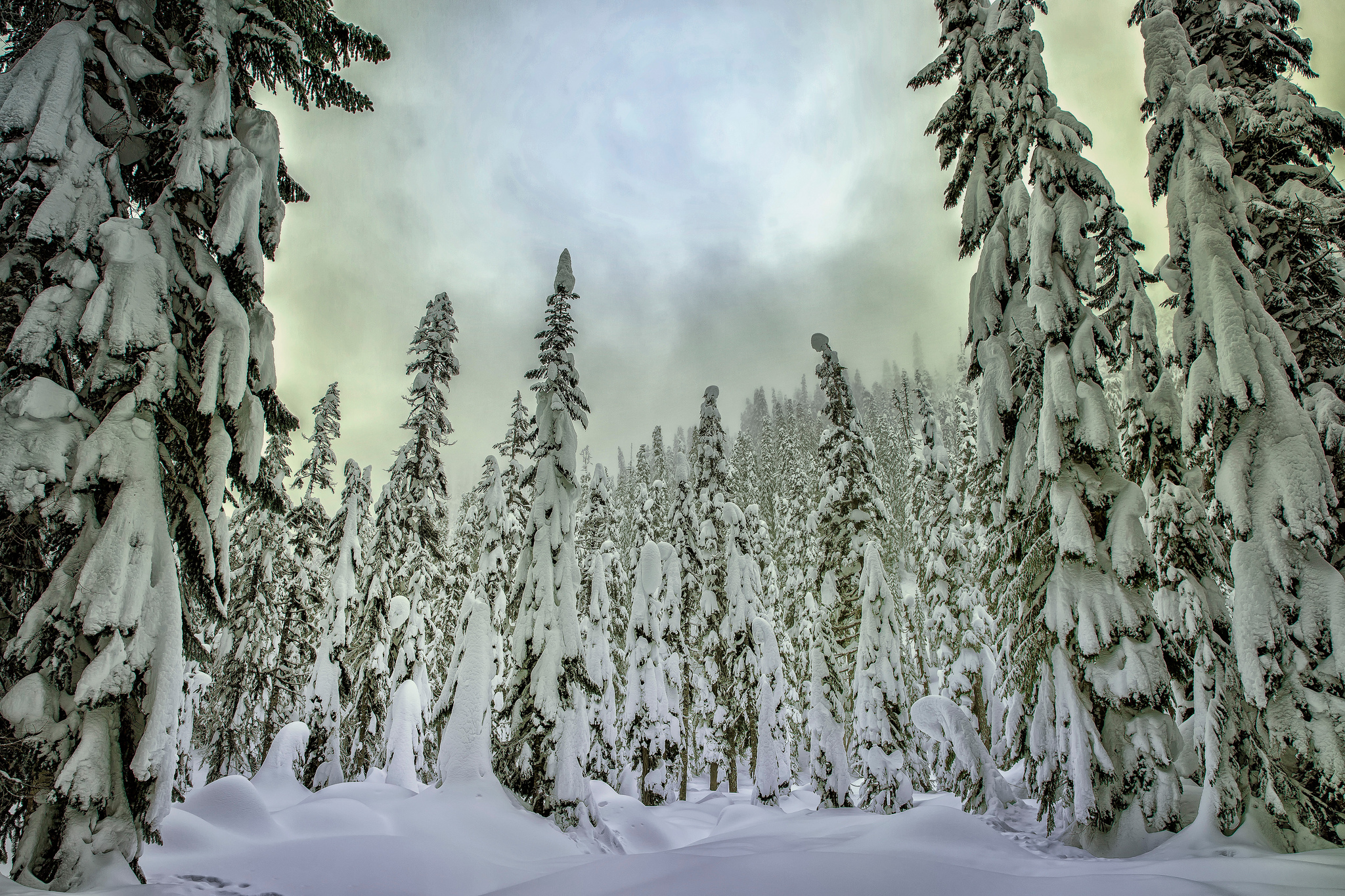 Download mobile wallpaper Winter, Snow, Forest, Tree, Earth for free.