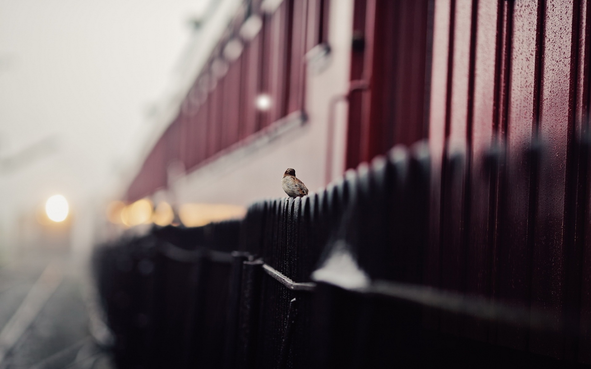 Download mobile wallpaper Sparrow, Macro, Fence, Bird, Birds, Photography, Animal for free.