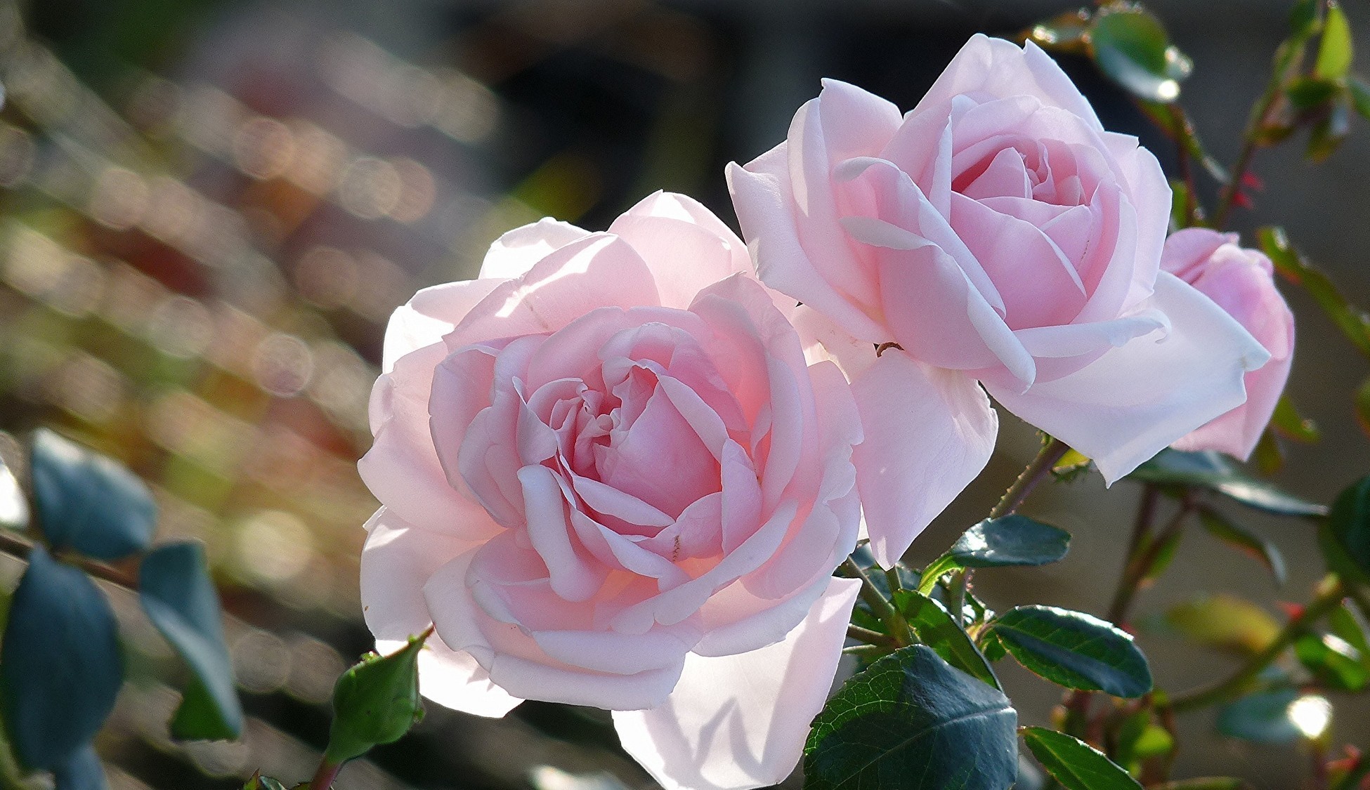 Laden Sie das Blumen, Rose, Erde/natur-Bild kostenlos auf Ihren PC-Desktop herunter