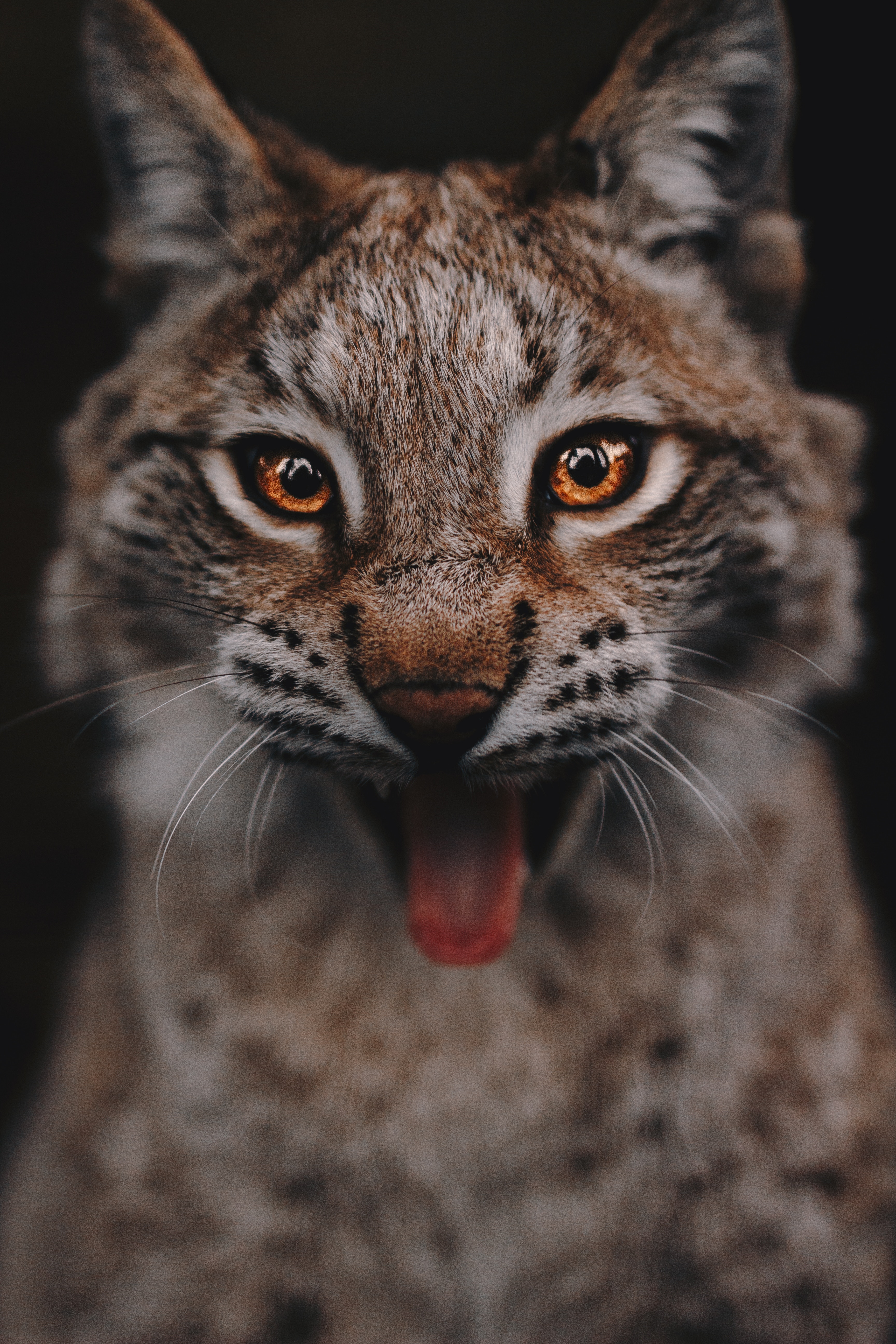 Free download wallpaper Sight, Opinion, Animals, Iris, Big Cat, Eyes, Predator on your PC desktop