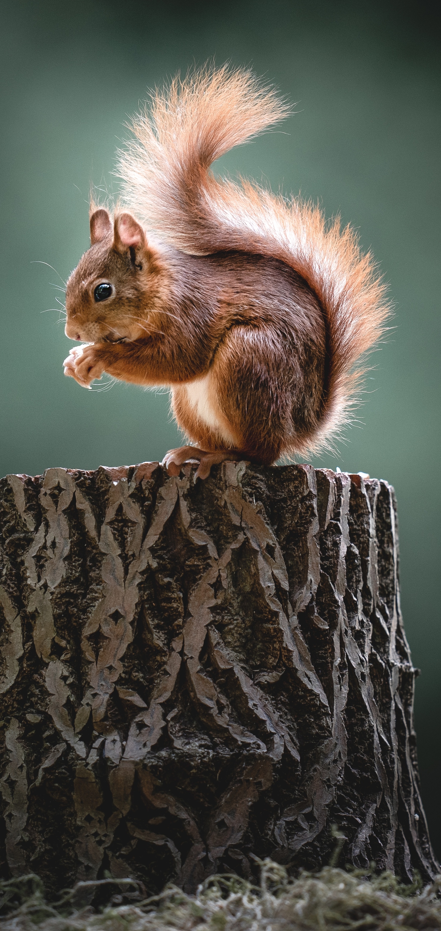 Mobile HD Wallpaper Squirrel 