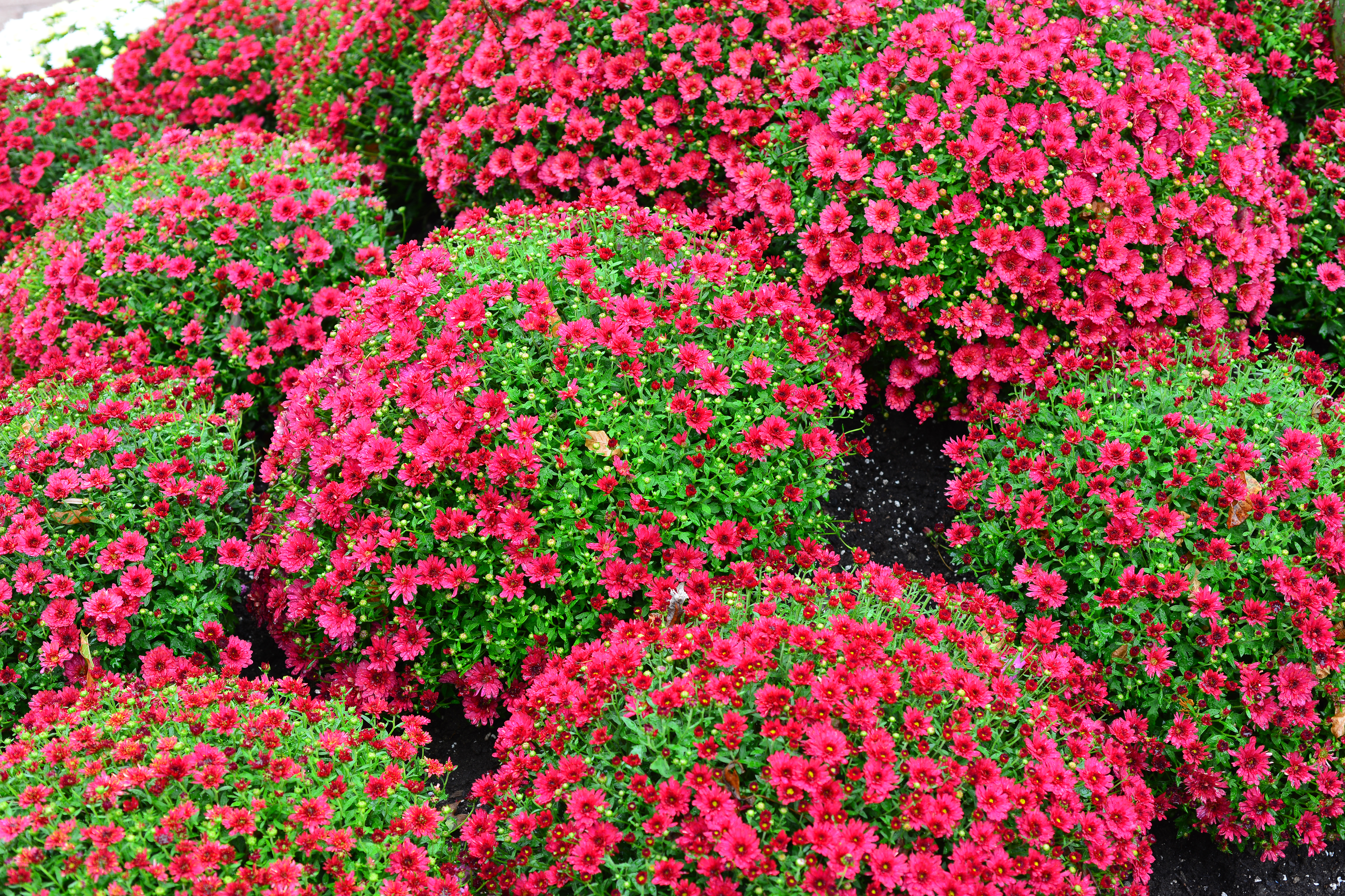 Laden Sie das Natur, Blumen, Blume, Erde/natur, Pinke Blume, Chrysanthemen-Bild kostenlos auf Ihren PC-Desktop herunter