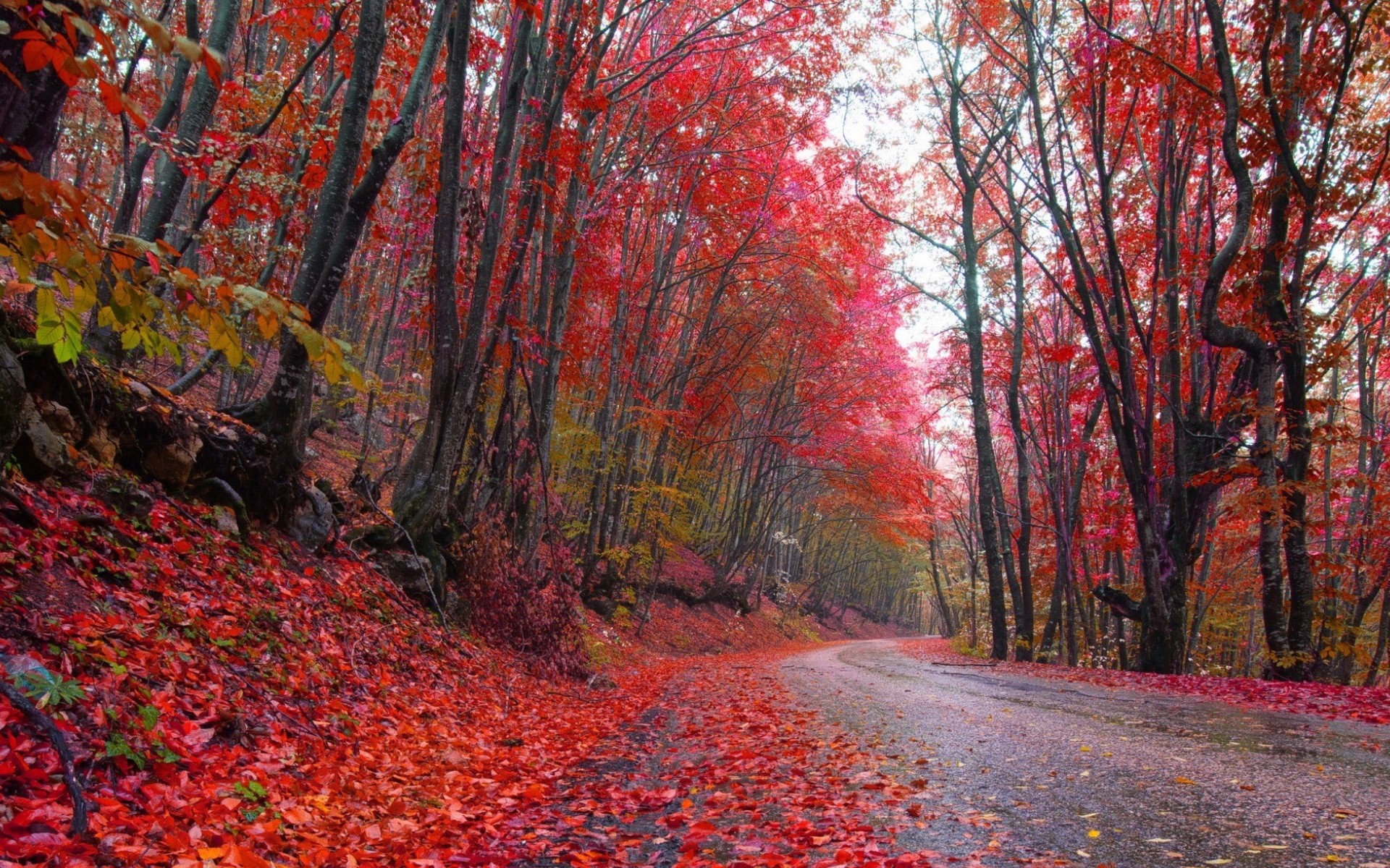 Скачать картинку Осень, Дорога, Дерево, Листва, Сделано Человеком в телефон бесплатно.