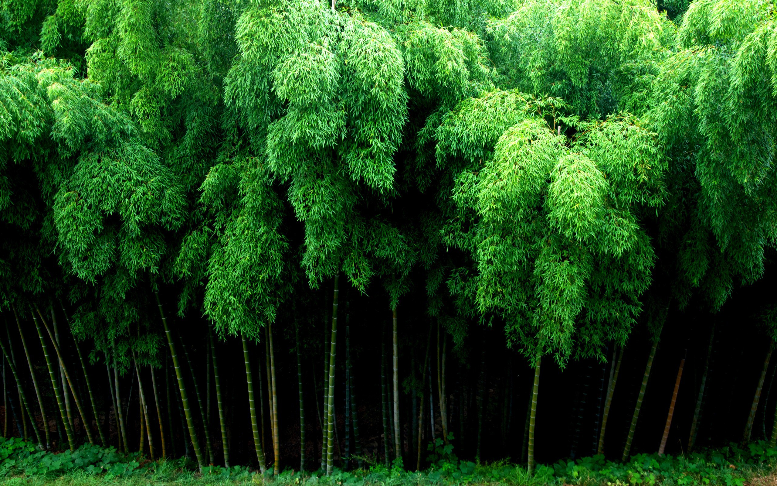 Скачать картинку Лес, Зеленый, Бамбук, Земля/природа в телефон бесплатно.