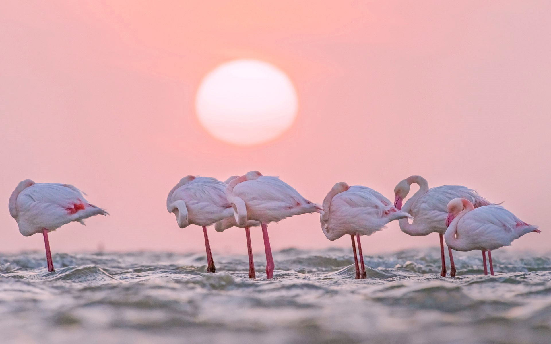 Free download wallpaper Birds, Water, Flamingo, Bird, Animal on your PC desktop