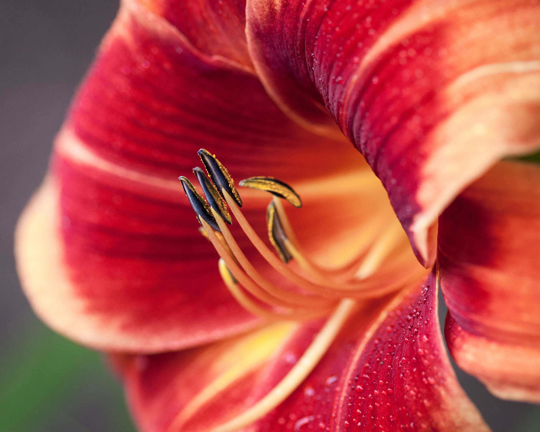 Descarga gratis la imagen Naturaleza, Flores, Flor, Lirio, Tierra/naturaleza, Macrofotografía en el escritorio de tu PC