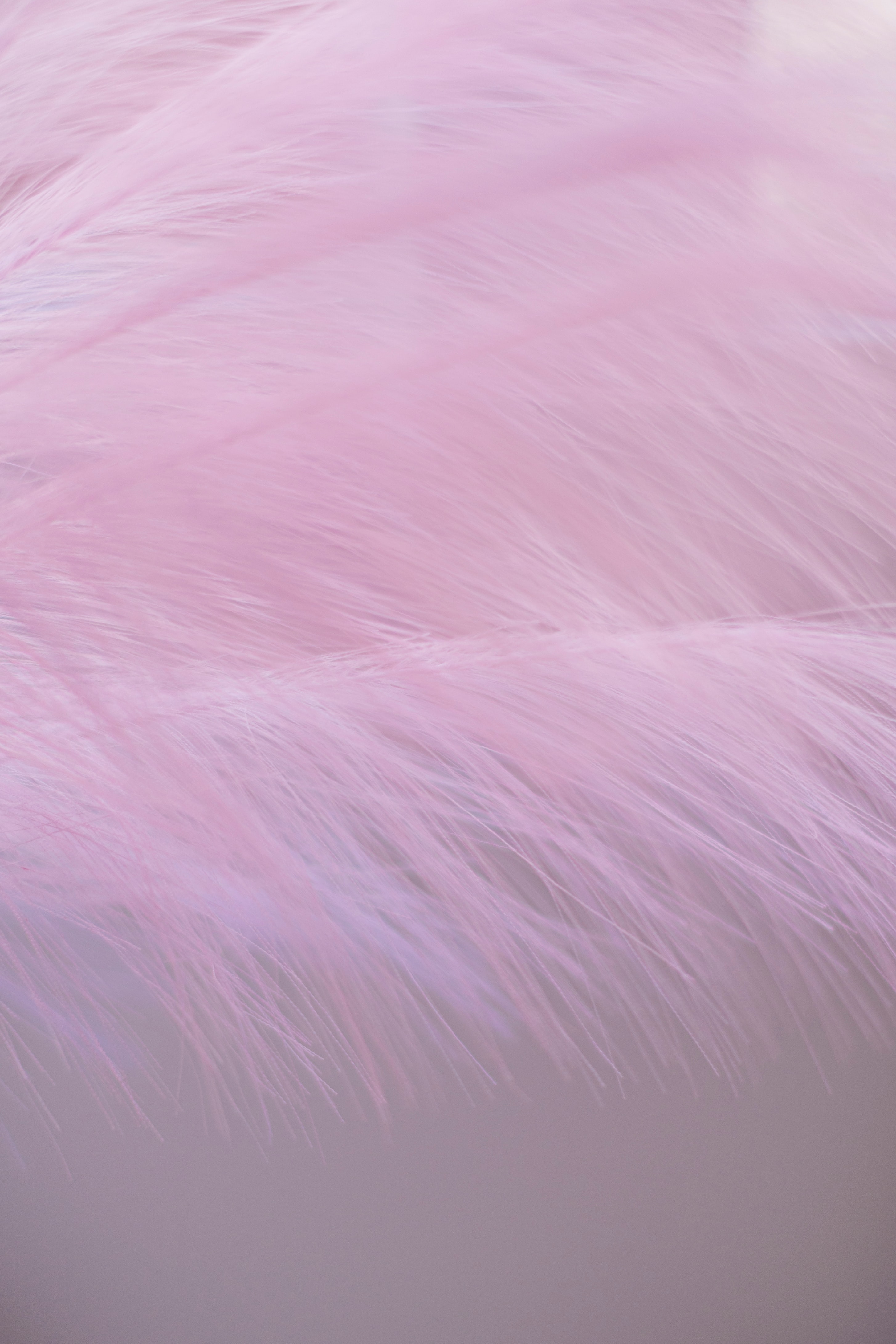 Download mobile wallpaper Macro, Fluff, Fuzz, Violet, Pen, Feather, Purple for free.