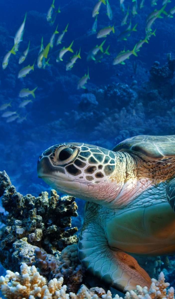 Download mobile wallpaper Turtles, Animal, Sea Turtle for free.
