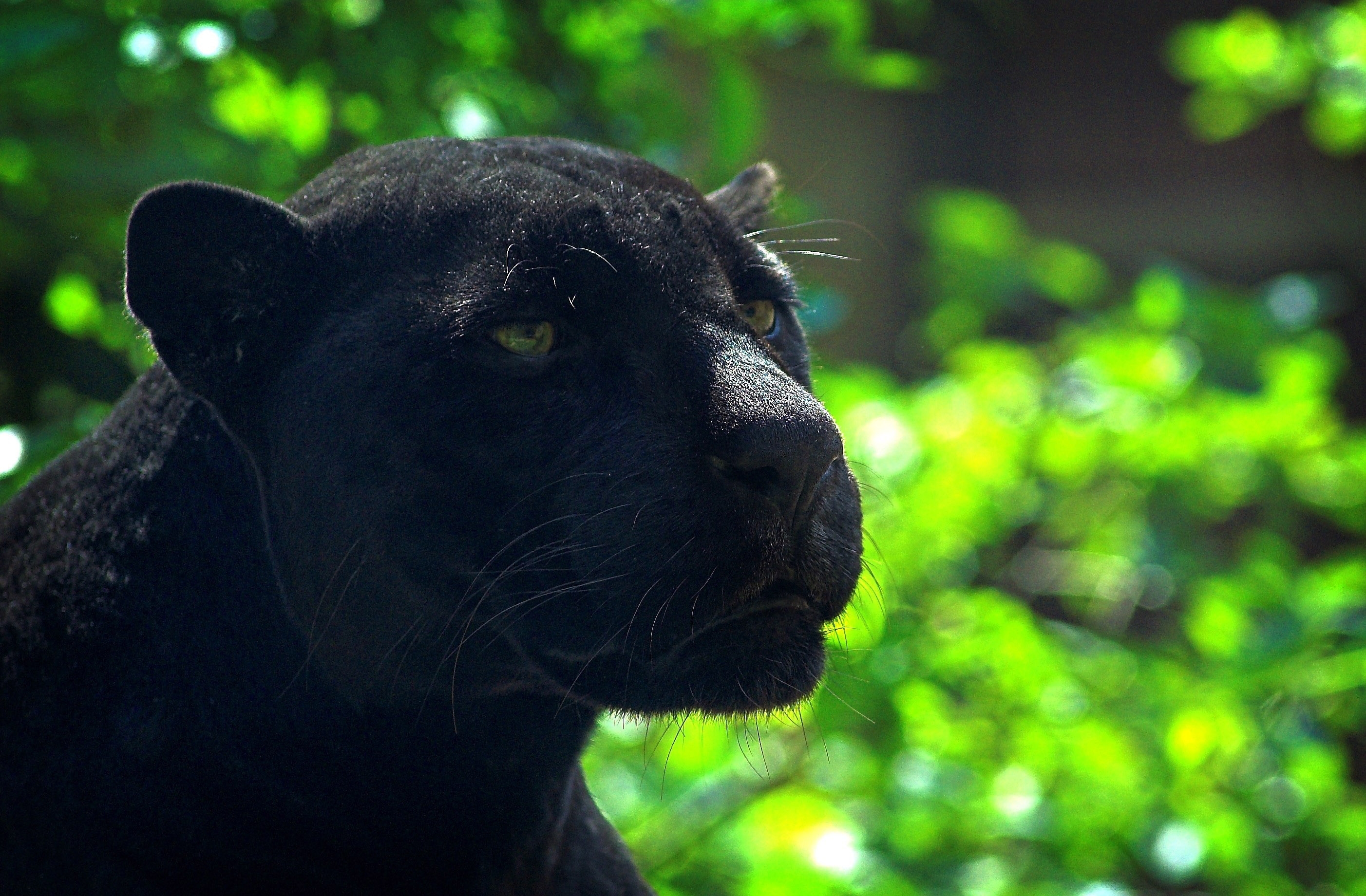 65650 скачать картинку пантера, морда, хищник, животные, блики, черный - обои и заставки бесплатно