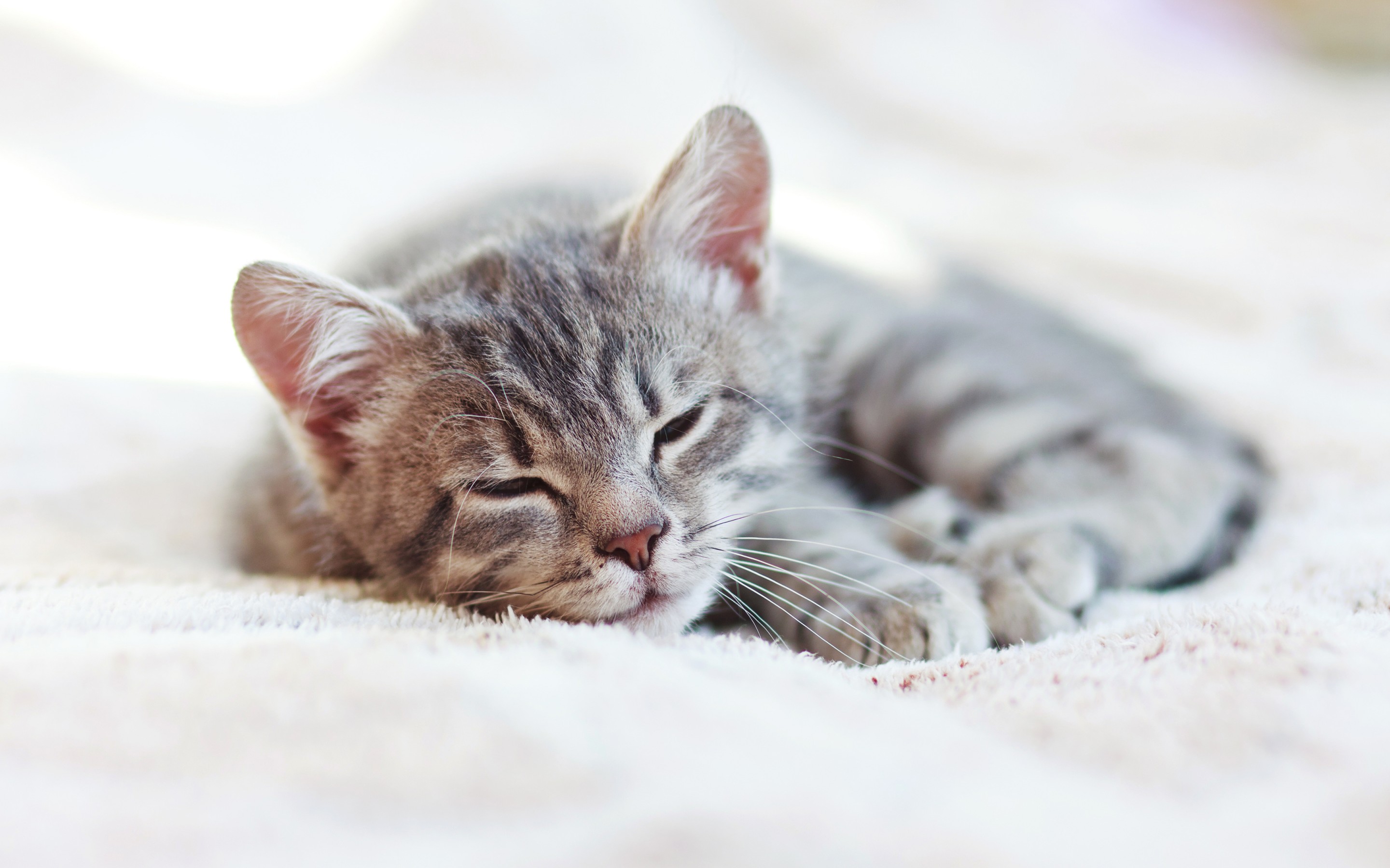 Téléchargez gratuitement l'image Animaux, Chats, Chat, Chaton sur le bureau de votre PC