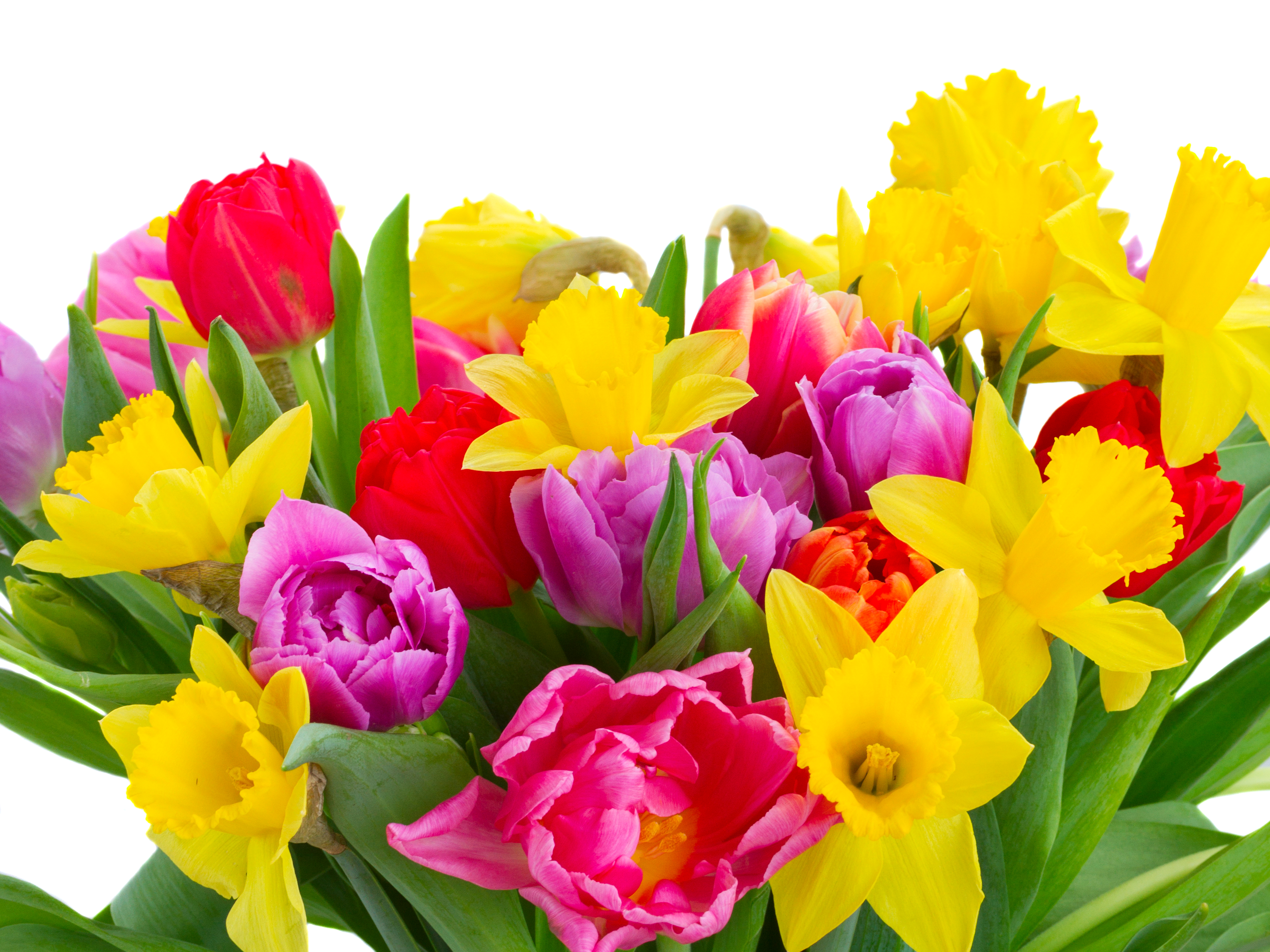 Download mobile wallpaper Flower, Bouquet, Tulip, Yellow Flower, Man Made, Pink Flower, Daffodil for free.