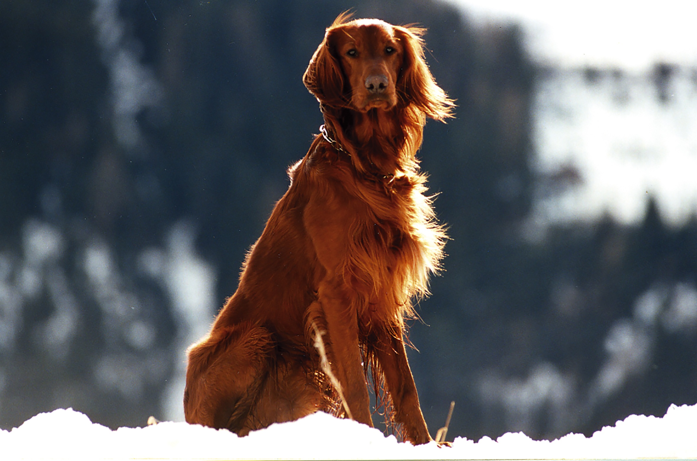 Download mobile wallpaper Setter, Snow, Wind, Animals, Dog for free.