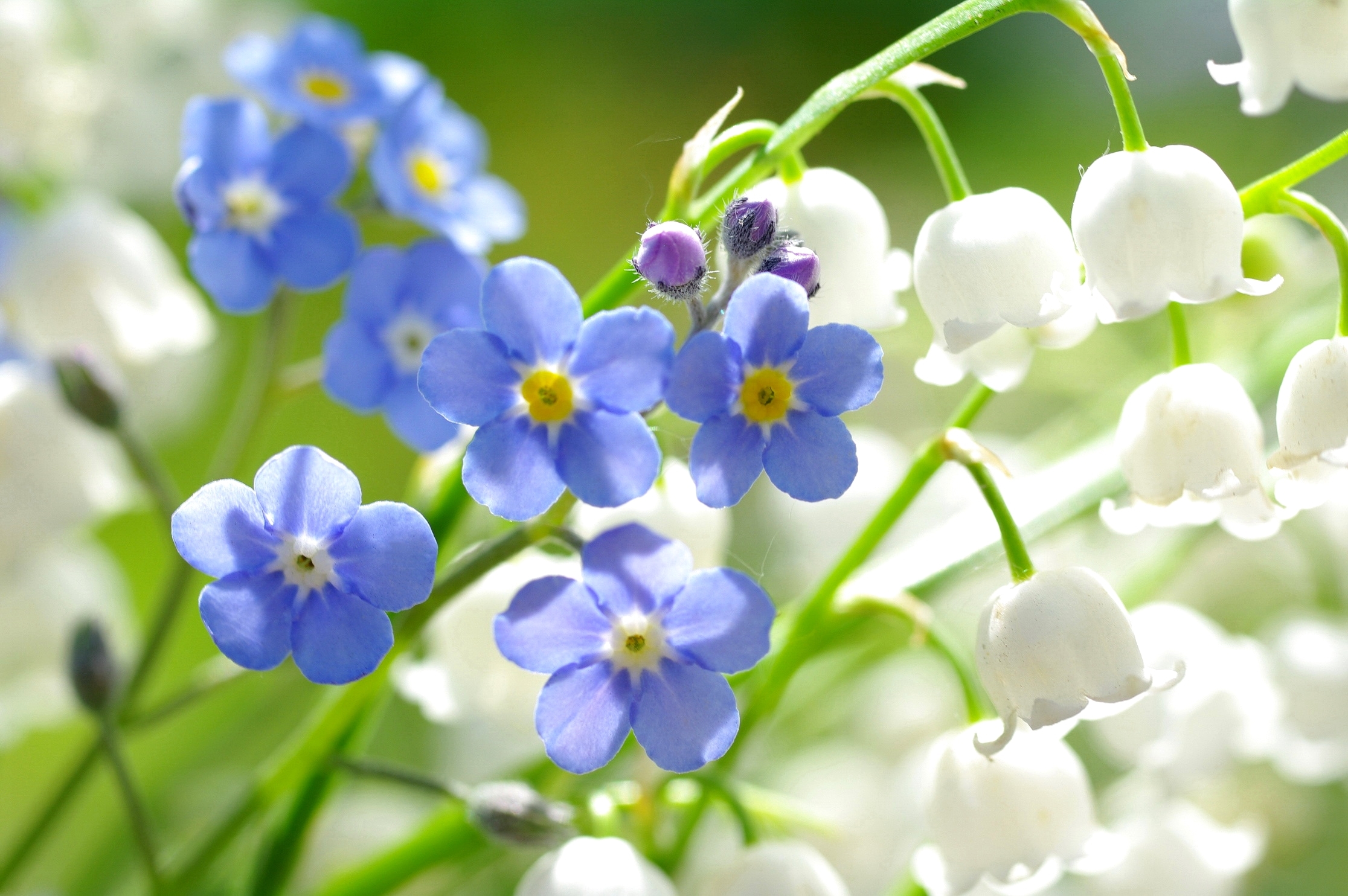 393819 descargar fondo de pantalla tierra/naturaleza, nomeolvides, flor azul, flor, naturaleza, flor blanca, flores: protectores de pantalla e imágenes gratis