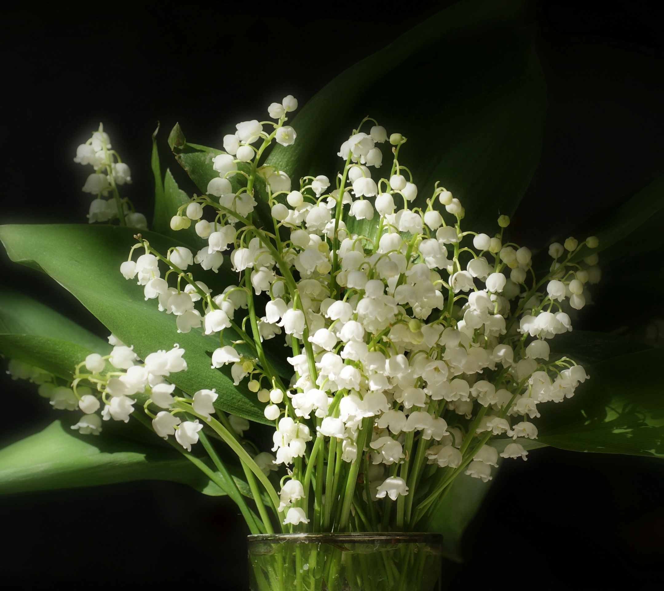 Download mobile wallpaper Nature, Flowers, Lily Of The Valley, Flower, Leaf, Earth for free.