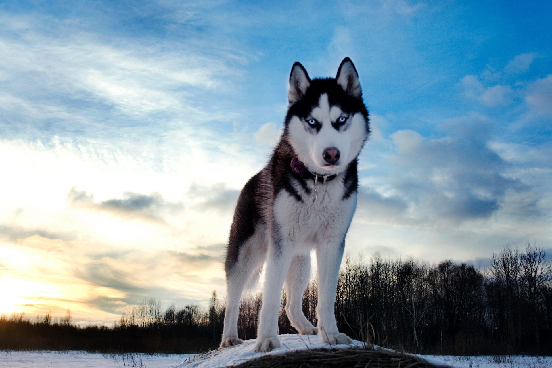 Download mobile wallpaper Haska, Blue Eyed, Snow, Dog, Sky, Husky, Animals for free.