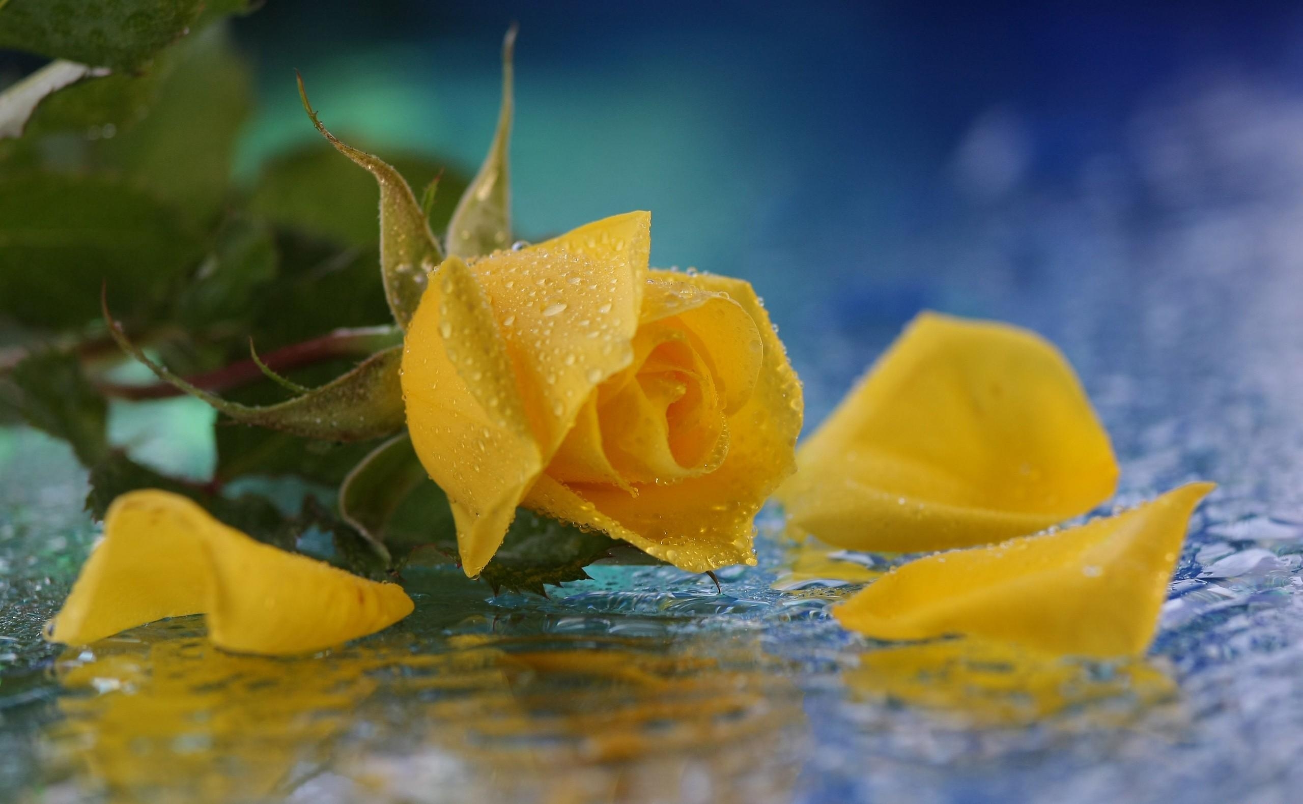 131288 скачать обои цветы, роза, капли, вода, желтая, лепесток - заставки и картинки бесплатно