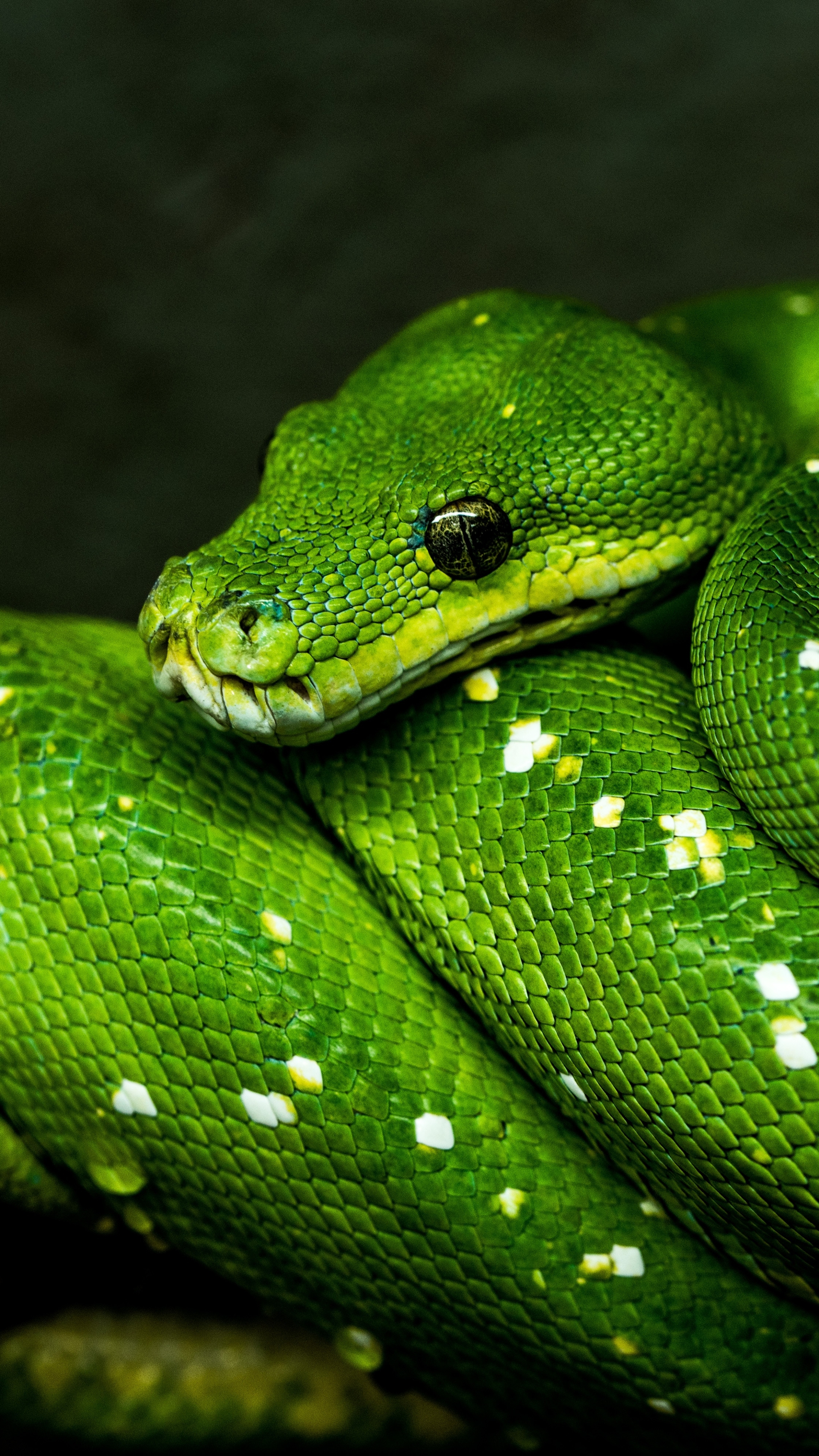 Descarga gratuita de fondo de pantalla para móvil de Animales, Reptil, Serpiente, Reptiles, Pitón.