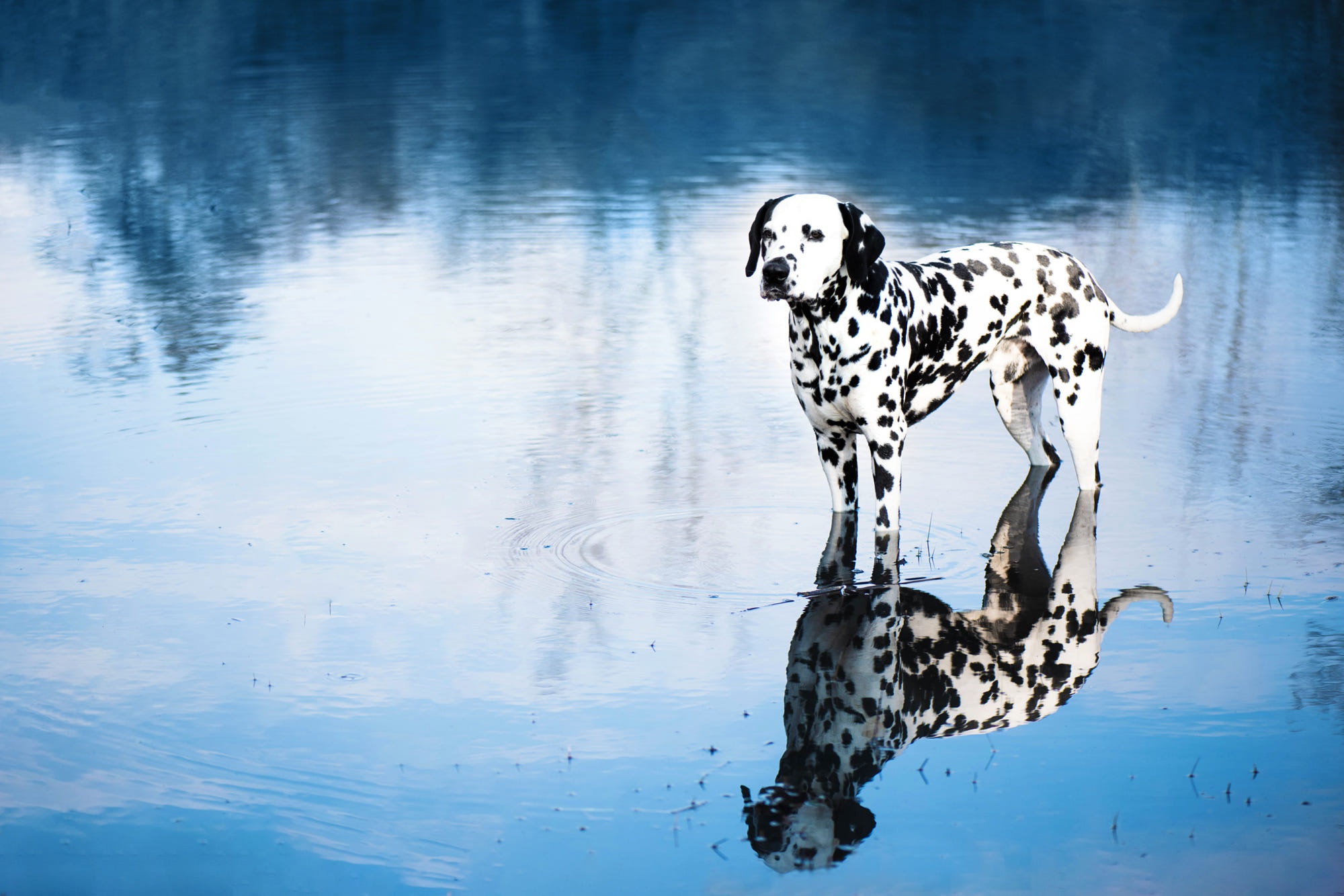 Download mobile wallpaper Dogs, Reflection, Animal, Dalmatian for free.