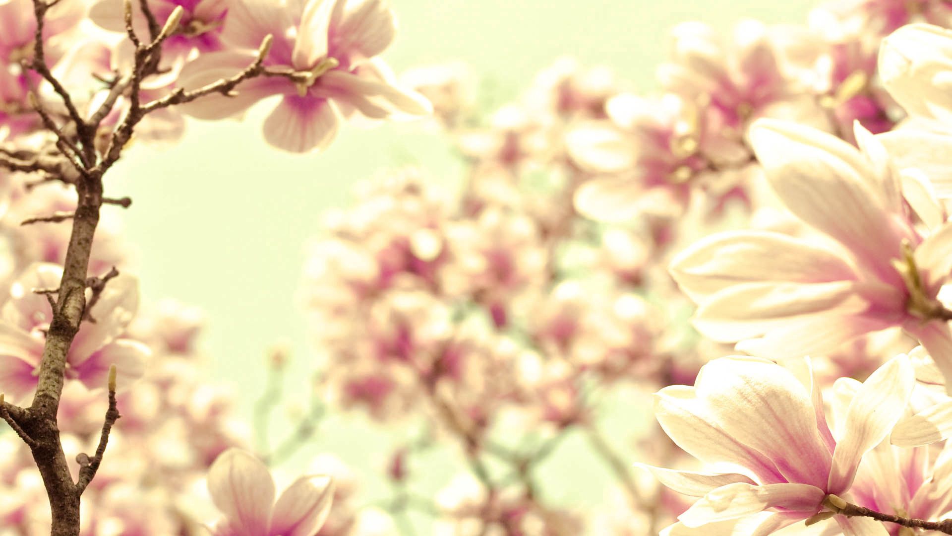 Download mobile wallpaper Macro, Petals, Flower, Light Coloured, Light for free.