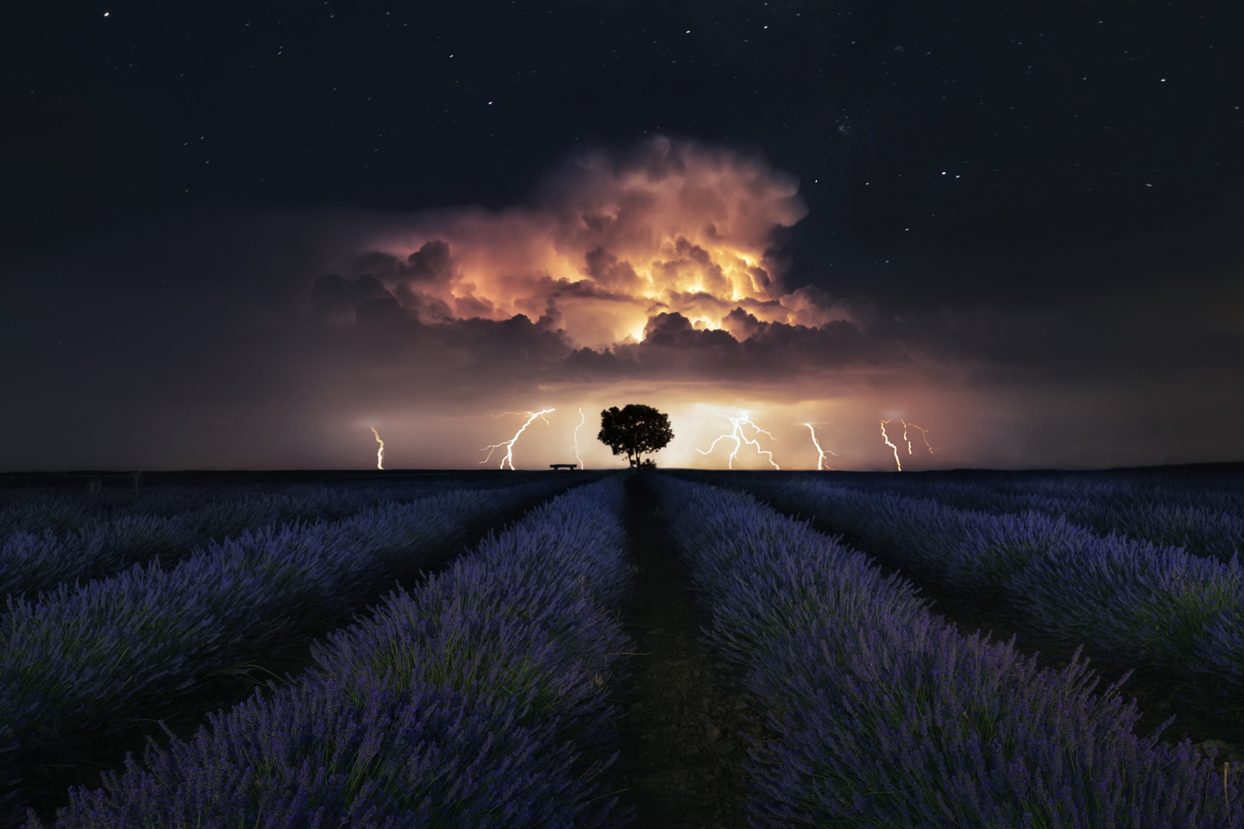 thunderstorm, flowers, earth, lavender, lightning, stars