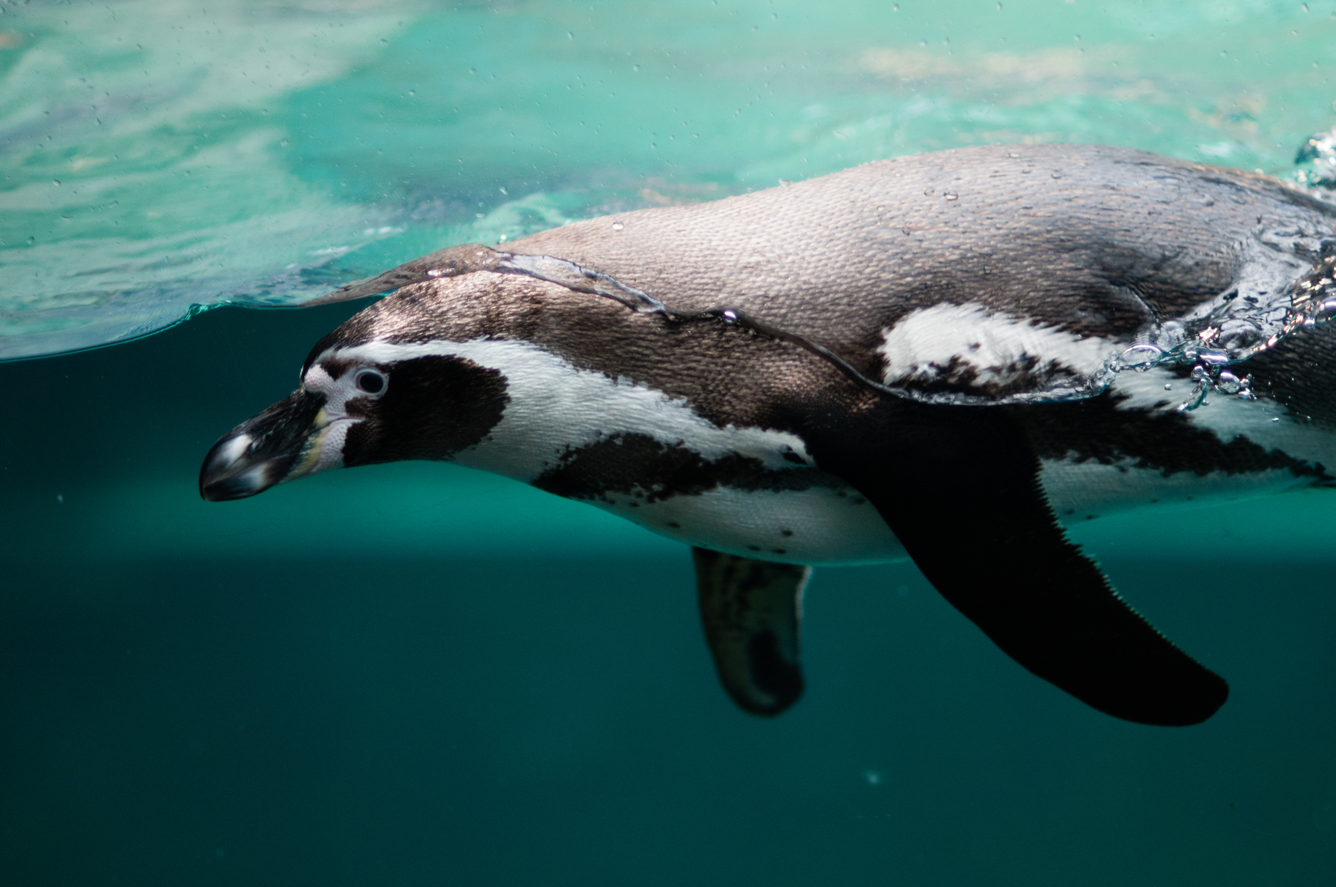 Free download wallpaper Animals, Swim, Ocean, To Swim, Penguin on your PC desktop