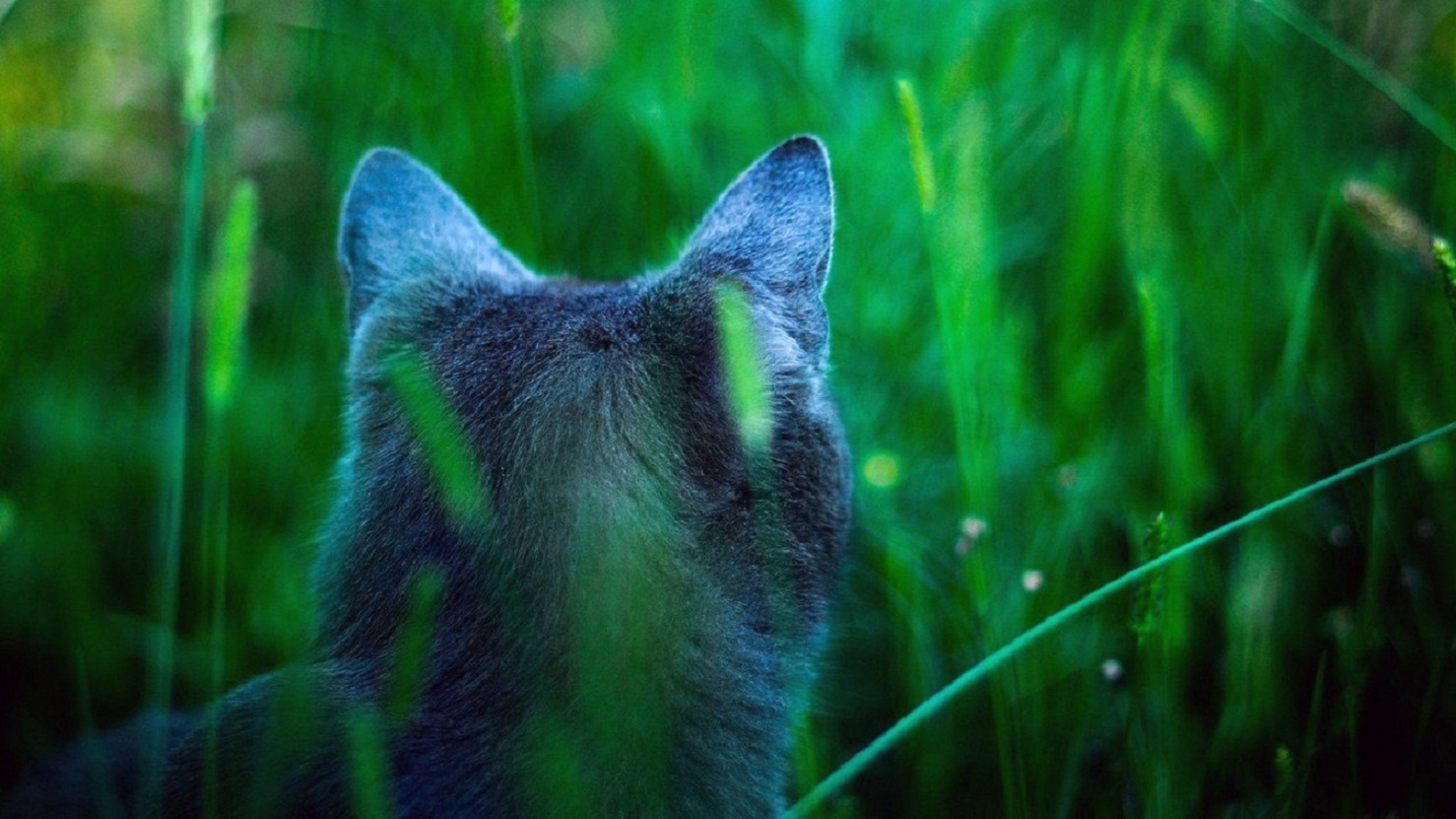 Téléchargez gratuitement l'image Animaux, Chat sur le bureau de votre PC