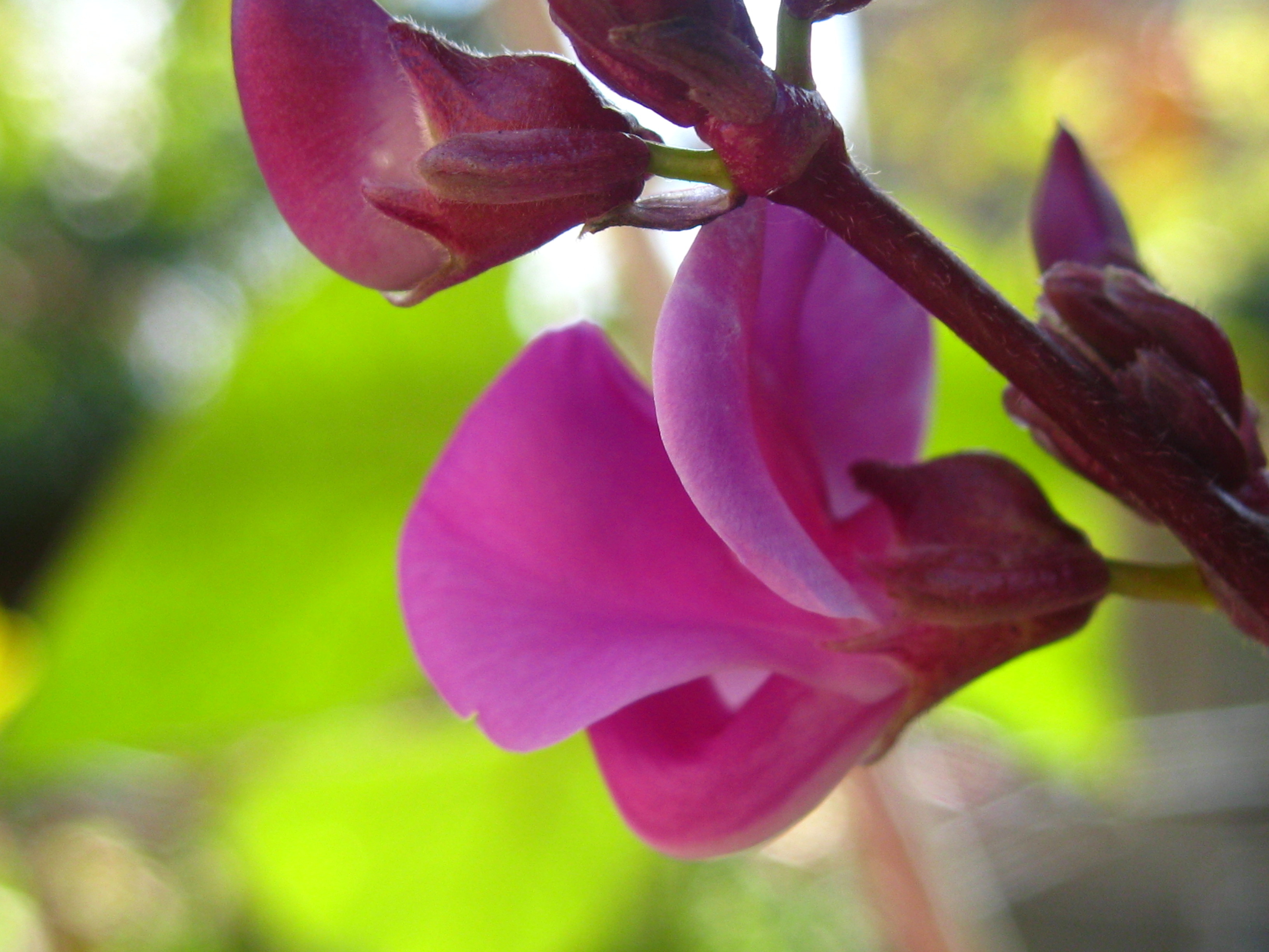 Téléchargez gratuitement l'image Fleurs, Fleur, Terre/nature sur le bureau de votre PC