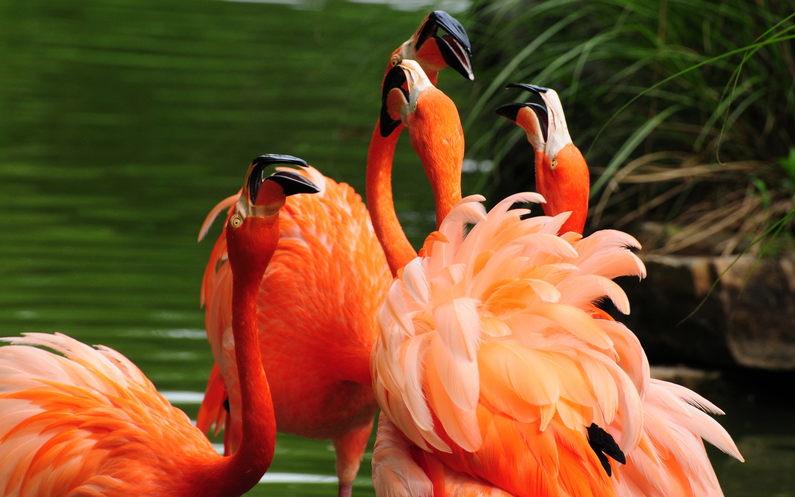 Laden Sie das Flamingo, Vögel, Tiere-Bild kostenlos auf Ihren PC-Desktop herunter